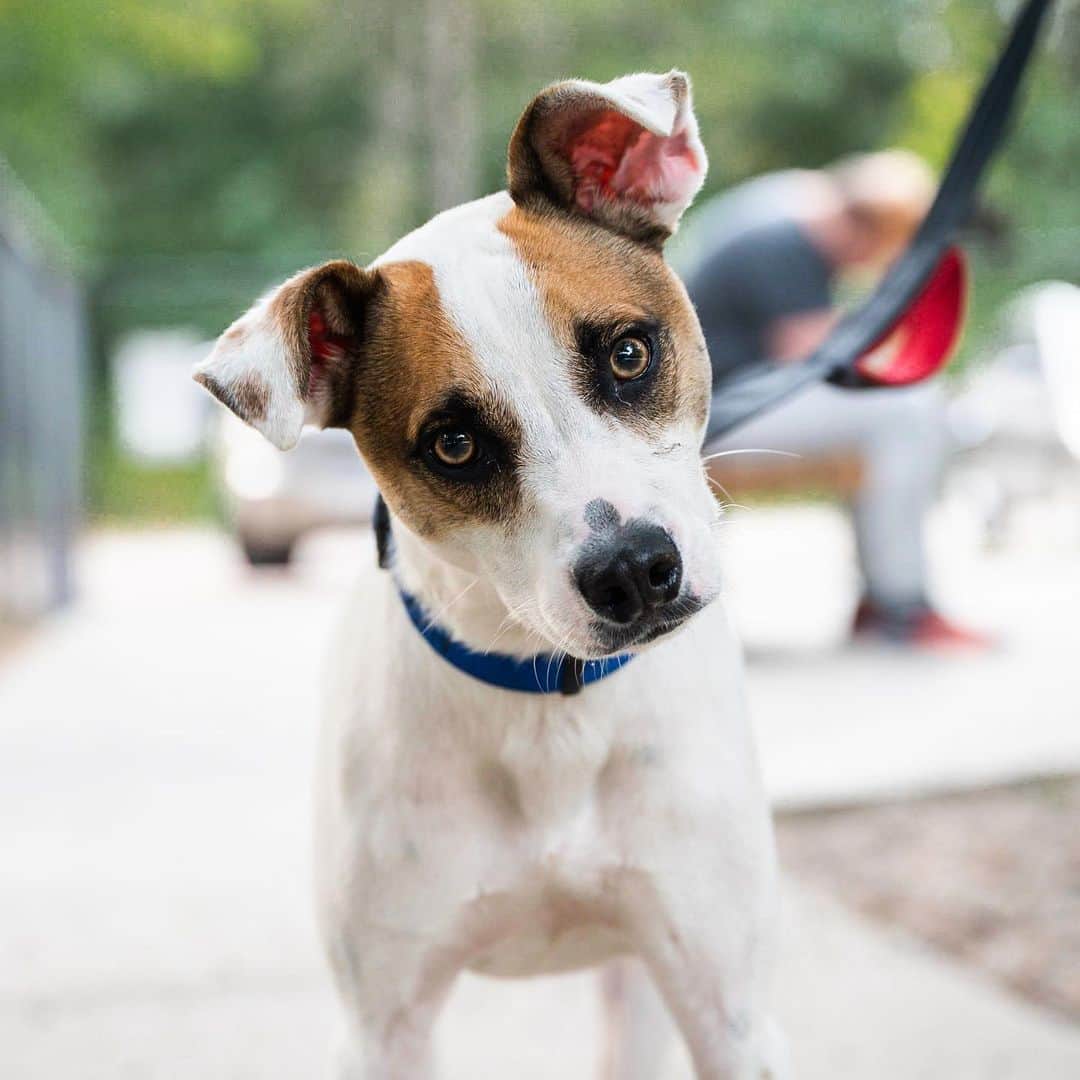 The Dogistさんのインスタグラム写真 - (The DogistInstagram)「Augie, Sato mix (1 y/o), Falmouth Dog Park, Falmouth, MA • “He starts talking to us when he wants to go out.” A rescue via @buddydoghumane」8月7日 4時50分 - thedogist