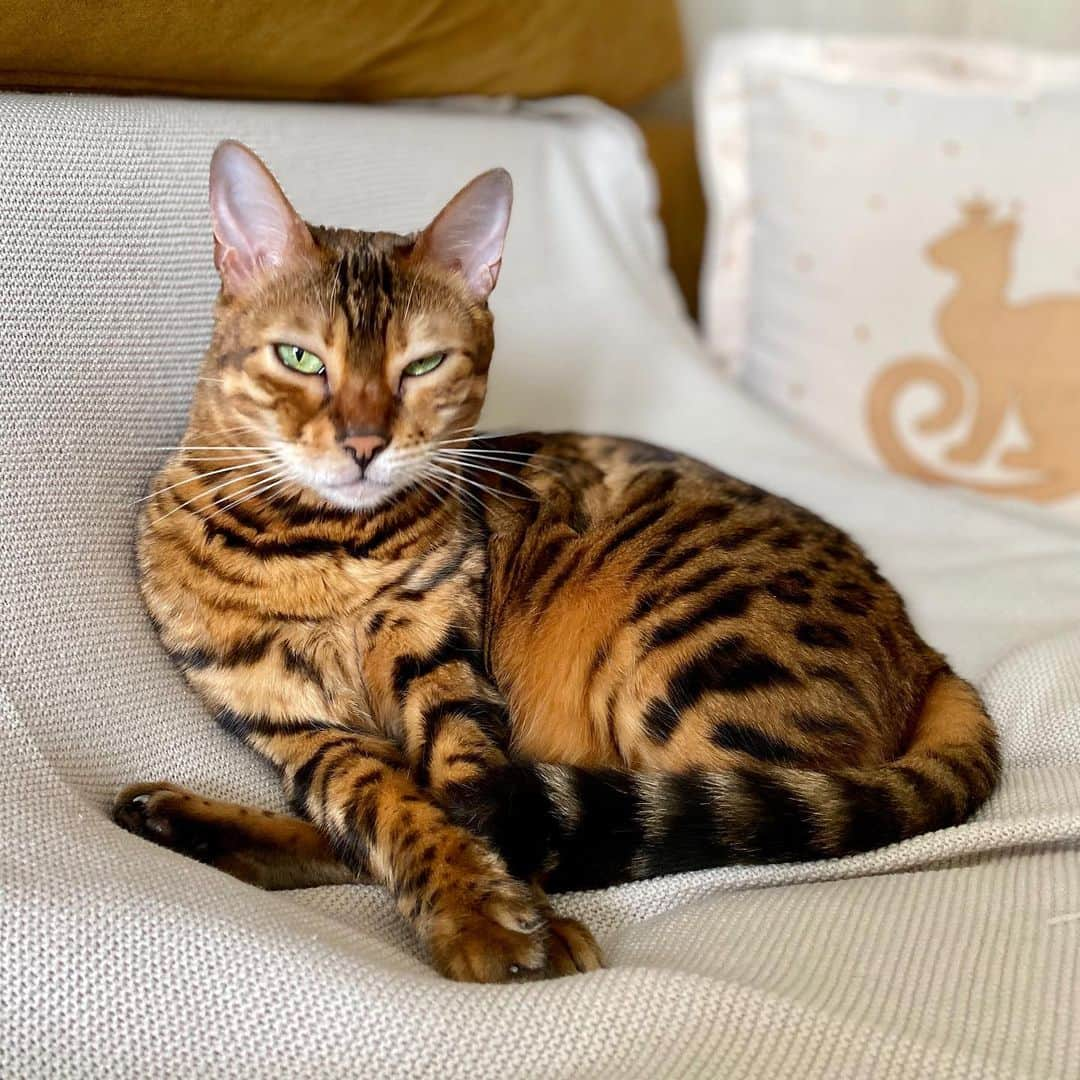 Celeb Bengal Cat · Simbaさんのインスタグラム写真 - (Celeb Bengal Cat · SimbaInstagram)「Evening photo for my followers 💛🖤 #cat #portrait #bengalcat」8月7日 5時03分 - simbathebengal2015