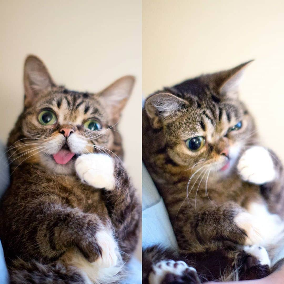 Lil BUBさんのインスタグラム写真 - (Lil BUBInstagram)「That time when BUB brushed her invisible teeth with an invisible toothbrush. #bestjobbub #toothless #lilbub」8月7日 5時08分 - iamlilbub