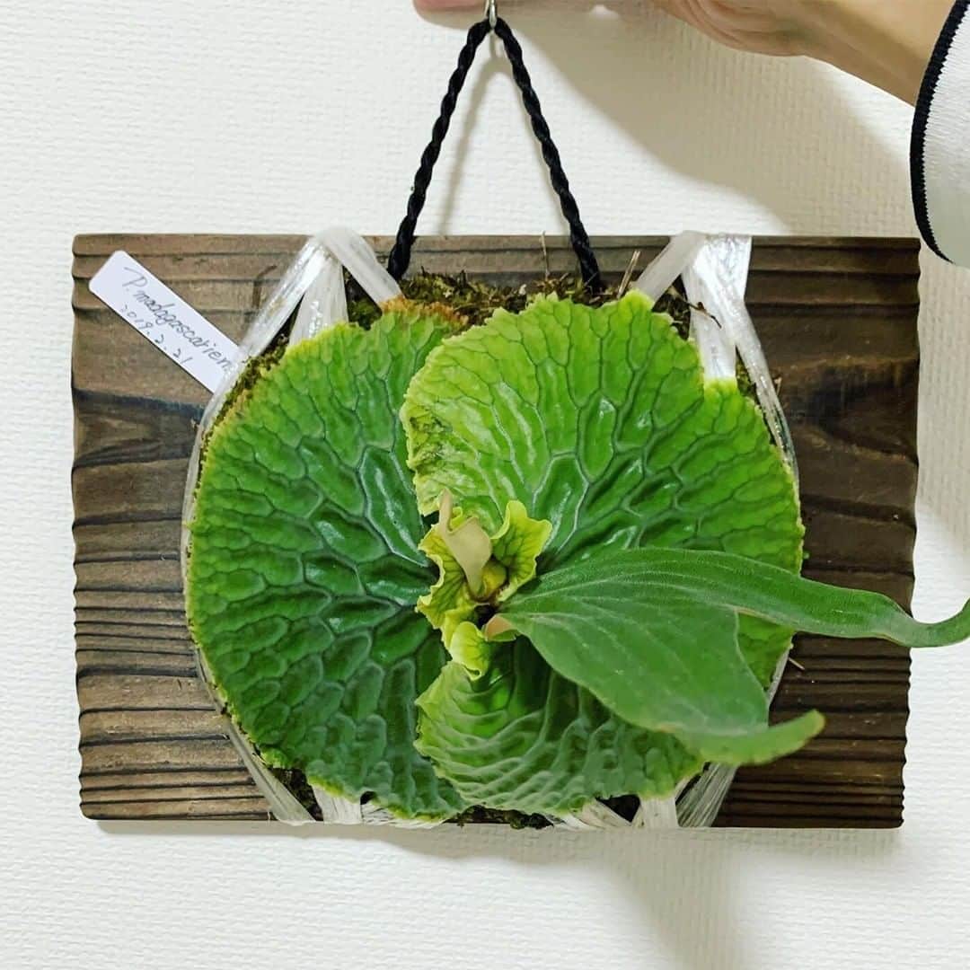 LOVEGREEN -植物と暮らしを豊かに。のインスタグラム