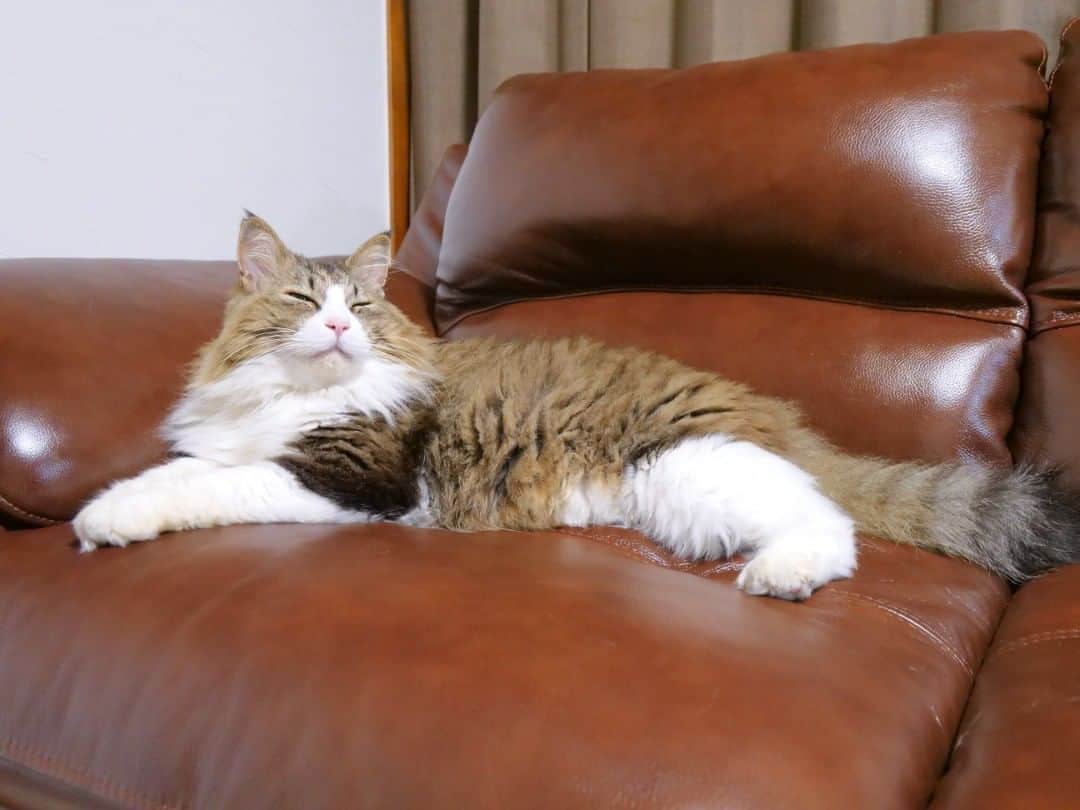 パステルキャットワールドさんのインスタグラム写真 - (パステルキャットワールドInstagram)「ソファーからロフトベッドを見上げるボス吉  #猫 #cat #cats #catstagram #catlife #bosscat #bosskichi #pastelcatworld #ねこ #ボス吉」8月6日 21時00分 - pastelcatworld