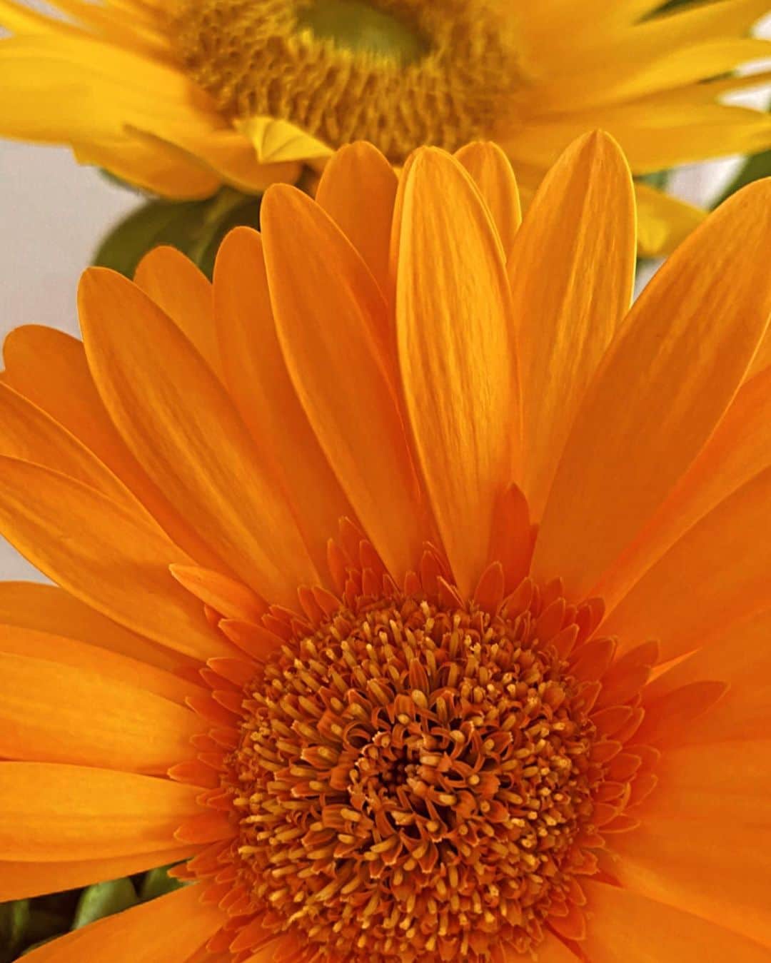 橋本麗香のインスタグラム：「🌞🧡🌻💛🌼 ケタケタ笑ってる 可愛いお花ちゃん😂💓  全てにおいて 笑い飛ばしてしまえば良し✨」