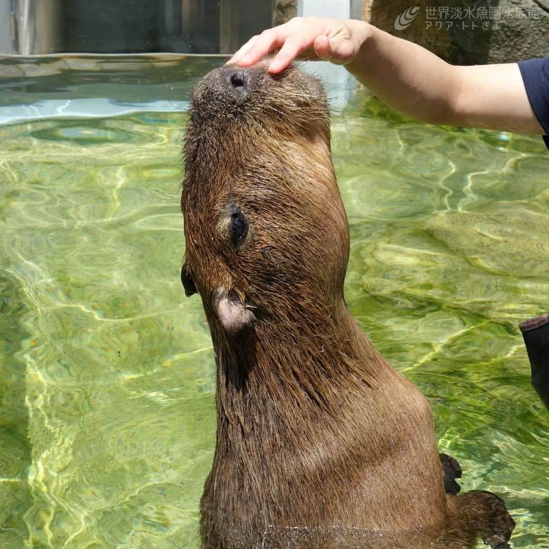 世界淡水魚園水族館 アクア・トト ぎふのインスタグラム：「「最近カピバラの写真があまりないね」という声にお応えして!?カピバラです！  先日水中でトレーニングをしていた時のひとコマですよ。  #アクアトト #アクアトトぎふ #アクアトト岐阜 #カピバラ #capybara #hydrochoerushydrochaeris」