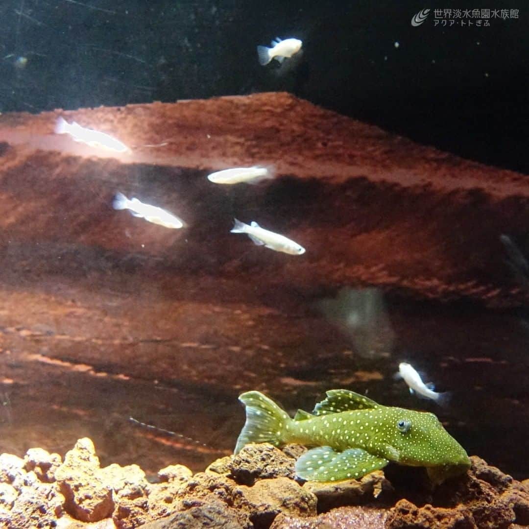 世界淡水魚園水族館 アクア・トト ぎふのインスタグラム：「【テーマ水槽】2020年 宇宙の旅 この夏は火星に向けて３つの国から探査機が地球を旅立ちました。  宇宙空間に漂う無数の星屑はメダカの仲間、宇宙探査機はブルーフィンペコルティアとアフリカンロックシュリンプで表現しました。  夢とロマンの詰まった宇宙の旅をお楽しみください。  #アクアトト #アクアトトぎふ #アクアトト岐阜 #aquarium#水族館」