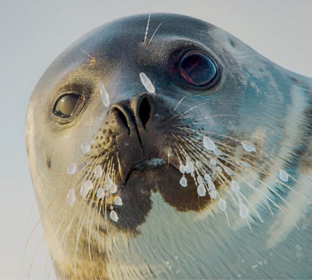 National Geographic Travelさんのインスタグラム写真 - (National Geographic TravelInstagram)「Photo by @bertiegregory  A female harp seal with frozen whiskers looks toward the camera in the Gulf of St. Lawrence, Quebec, Canada. In early spring these seals travel south from their Arctic feeding grounds to give birth on ice floes. During cold periods they must use their sharp claws to ensure their breathing holes do not freeze up. On cold, windy days, their whiskers often freeze shortly after getting out of the water and onto the ice.  Follow @bertiegregory for more wildlife adventures. #wildlife #animals #harpseal #polar #ice」8月6日 21時07分 - natgeotravel