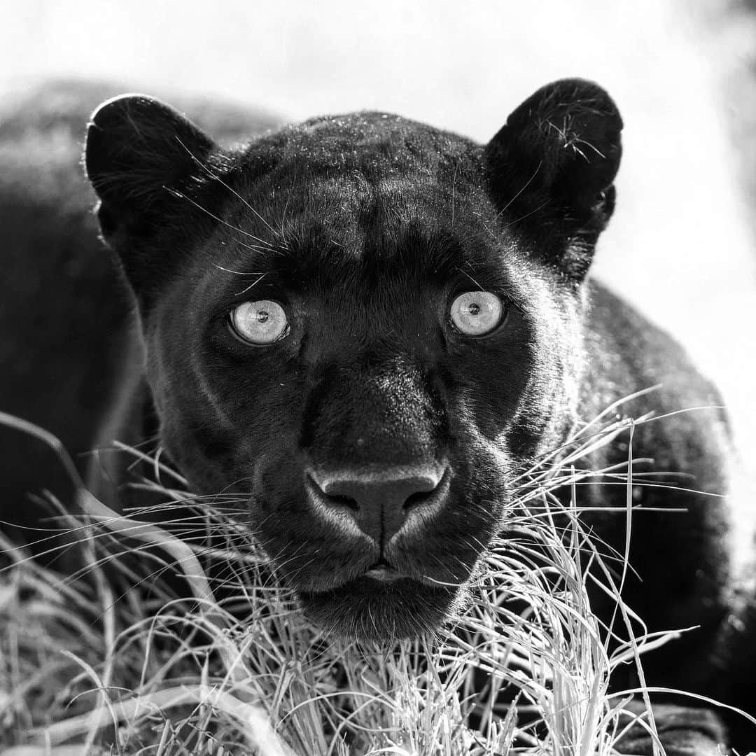 Kevin Richardson LionWhisperer さんのインスタグラム写真 - (Kevin Richardson LionWhisperer Instagram)「#blackcat in #blackandwhite  Short post today as no words are needed to even try and articulate Kahn’s beauty.」8月6日 21時40分 - lionwhisperersa
