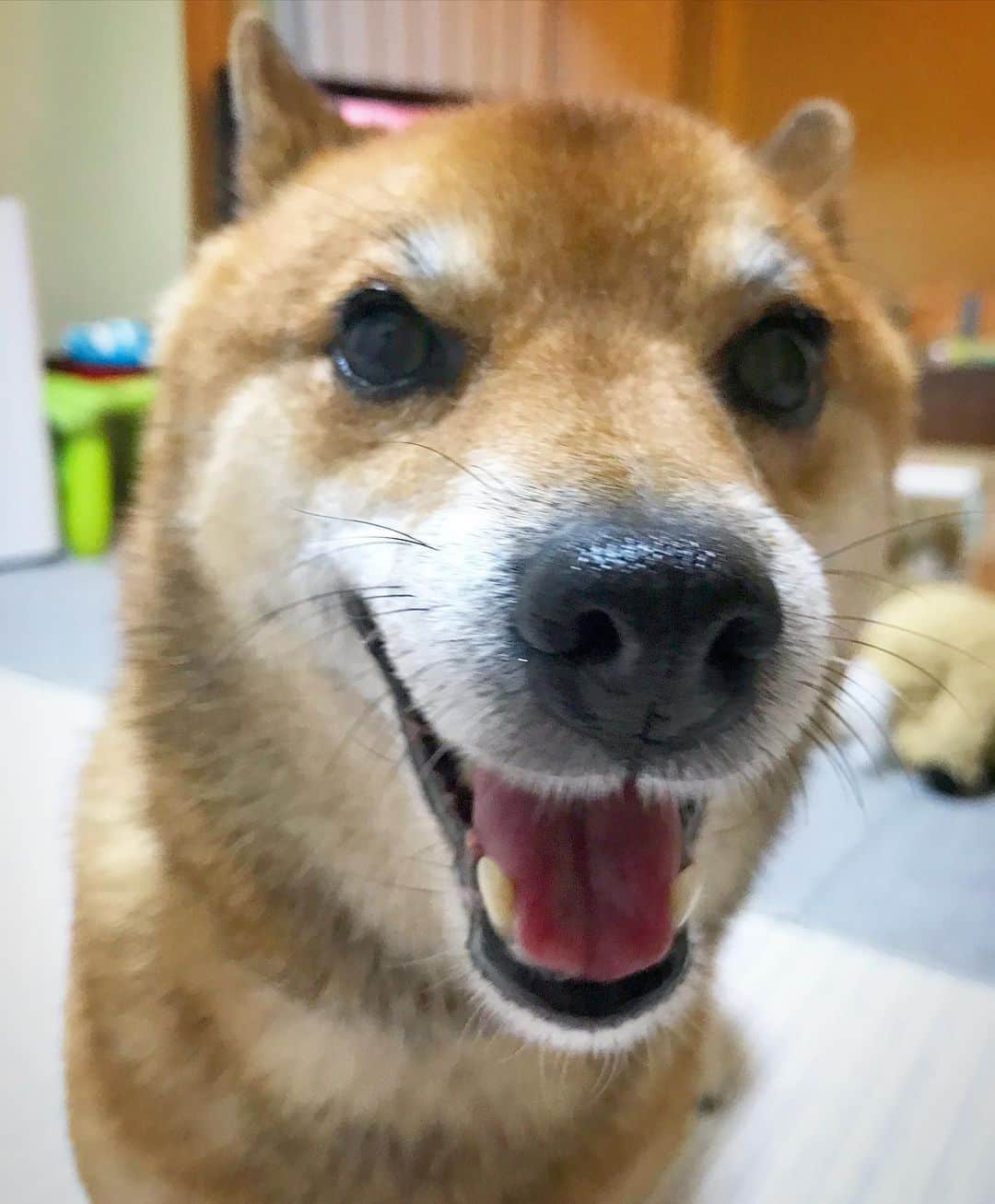 柴犬はなこ Shibainu Hanakoさんのインスタグラム写真 - (柴犬はなこ Shibainu HanakoInstagram)「アヒャ！！🤣 #shiba #dog #犬 #柴犬 #いぬ #笑顔 #smille」8月6日 21時52分 - kiki_beee