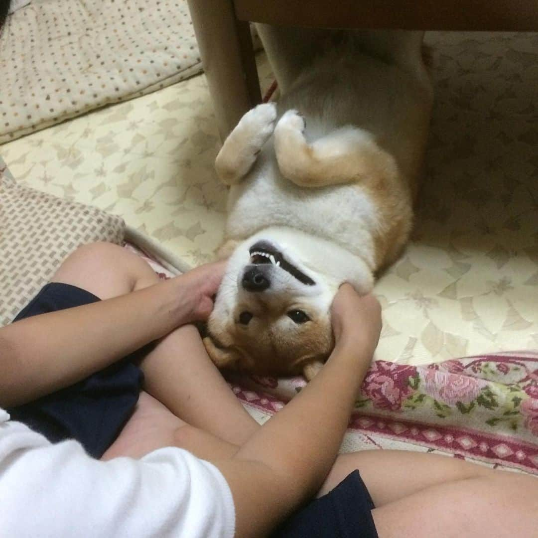 いなりさんのインスタグラム写真 - (いなりInstagram)「①チーズナンほしいよって言うてます。 ②～④犬ってさ、ホントに情で出来ている生き物だよね。 モンドがパピーのいなりにご飯を作ってくれた事… なかなかトイレが上手に出来なくて泣きながら排泄物を片付けてくれた事… 一緒に遊んでくれた事… 一緒に寝た事… いなりは一生忘れないんだろうね♡.˚‧º·(ฅдฅ｡)‧º·˚. ✩.*˚ 『今のいなちゃんがあるのは、ちみのおかげだよ♡』 ✩.*˚ #ホラガイ風 #うわおぉぉぉぉぉぉぉん #ノン躾  #柴 #しば #しばいぬ #日本犬 #いぬバカ部 #柴犬ライフ #サンデイ #犬 #pecoいぬ部 #shiba #shibainu  #shibadog  #shibarbucks #shibastagram #japanesedog #shibainulife」8月6日 22時04分 - shibainuinari