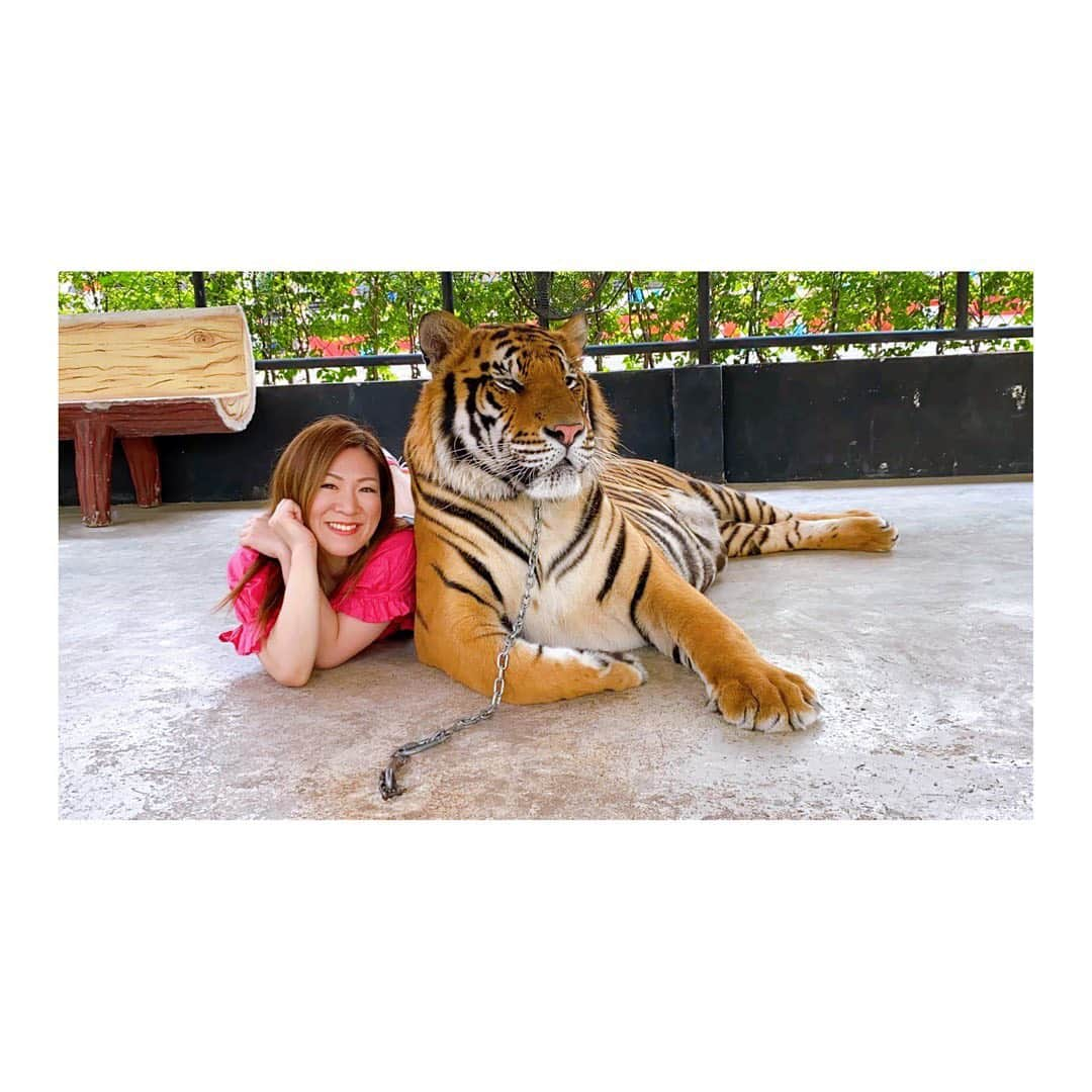 中島安里紗のインスタグラム：「コロナ前に行ったタイ🇹🇭 大好きな虎🐅❤️ 『こわくなかったの！？』と聞かれるけど、この笑顔見たらわかるでしょ？😂✨ 幸せすぎました❤️❤️❤️ 早くまた行きたいな〜🇹🇭 早く人類がコロナに勝てますように🤲 . #タイ #タイ旅行 #thailand #🇹🇭 #虎 #虎好き #🐅 #幸せ #happy #夢が叶った #タイ行きたい #中島安里紗」