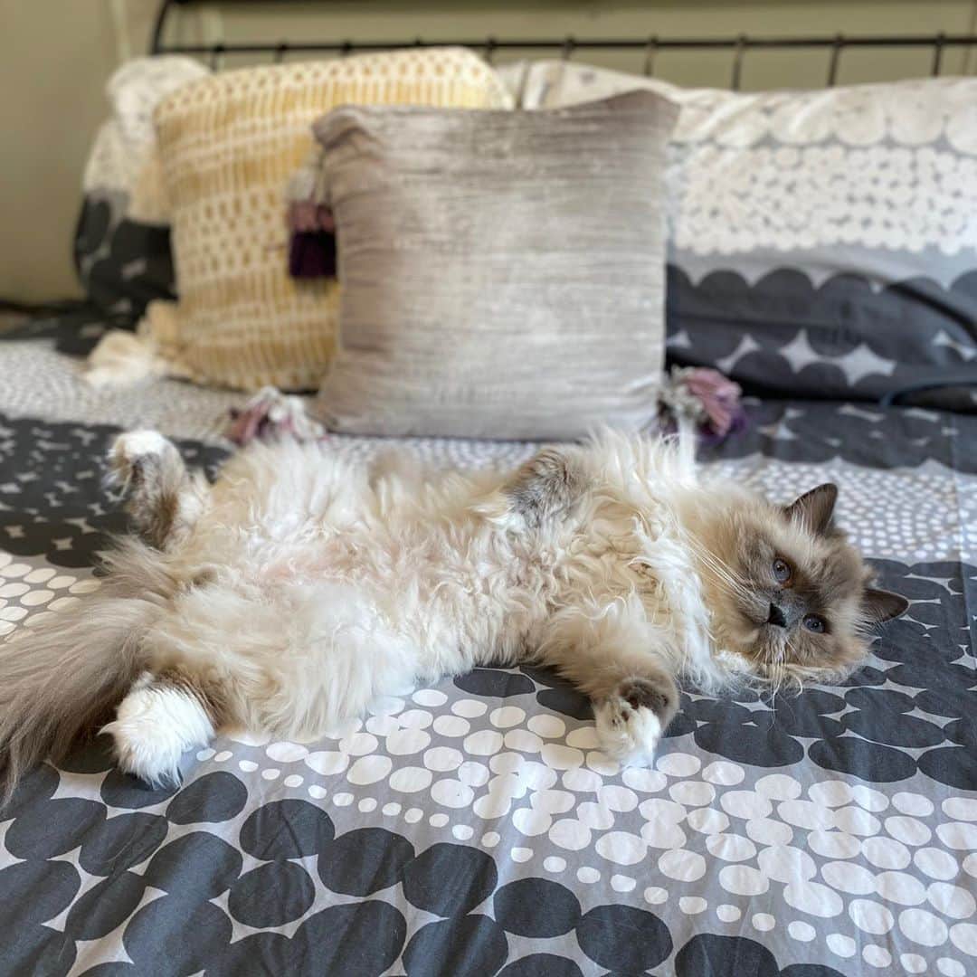 Tinaのインスタグラム：「Swipe left for a close up of this sweet boy 🥰」