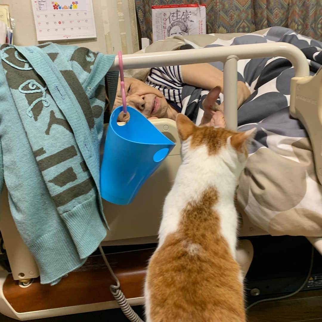 Kachimo Yoshimatsuさんのインスタグラム写真 - (Kachimo YoshimatsuInstagram)「1階でごはん食べてたら、おいちゃんが、降りてきた。 探検、探検！ おっかなびっくりのバーバに挨拶 #うちの猫ら #おいなり #oinari #猫 #ねこ #cat #ネコ #catstagram #ネコ部 http://kachimo.exblog.jp」8月6日 22時45分 - kachimo