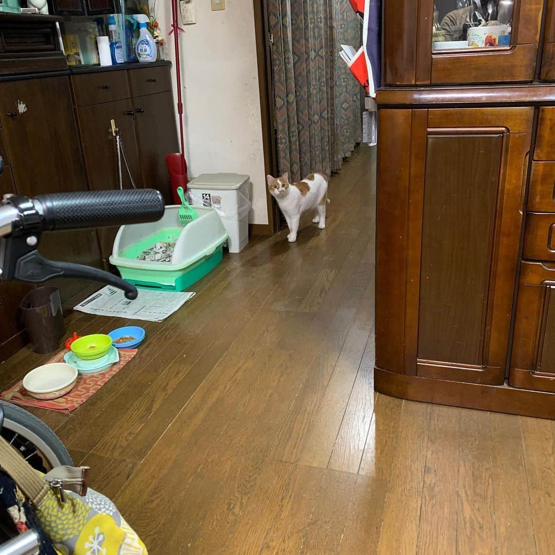 Kachimo Yoshimatsuさんのインスタグラム写真 - (Kachimo YoshimatsuInstagram)「1階でごはん食べてたら、おいちゃんが、降りてきた。 探検、探検！ おっかなびっくりのバーバに挨拶 #うちの猫ら #おいなり #oinari #猫 #ねこ #cat #ネコ #catstagram #ネコ部 http://kachimo.exblog.jp」8月6日 22時45分 - kachimo