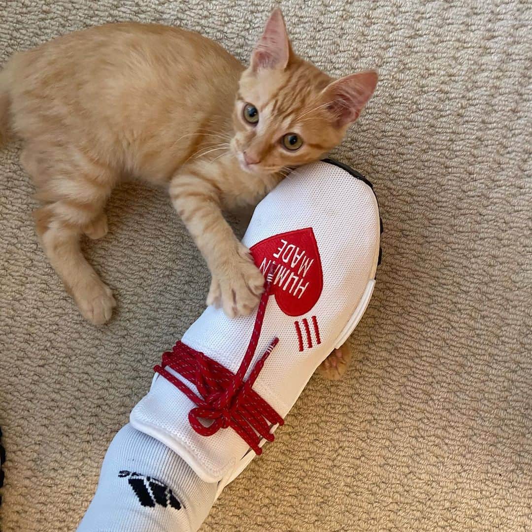 ガブリエル・メディーナのインスタグラム：「Simba 🐿」
