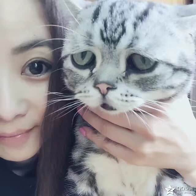 ルフさんのインスタグラム写真 - (ルフInstagram)「Do we look like the second picture from Chinese cartoon?😝😝 - - #cat #funny #sadcat #luhu #anime #justforfun」8月6日 22時41分 - lanlan731