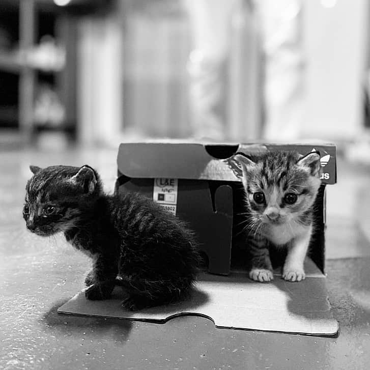 ウォン・ジナのインスタグラム：「콩이랑 송이🐈」