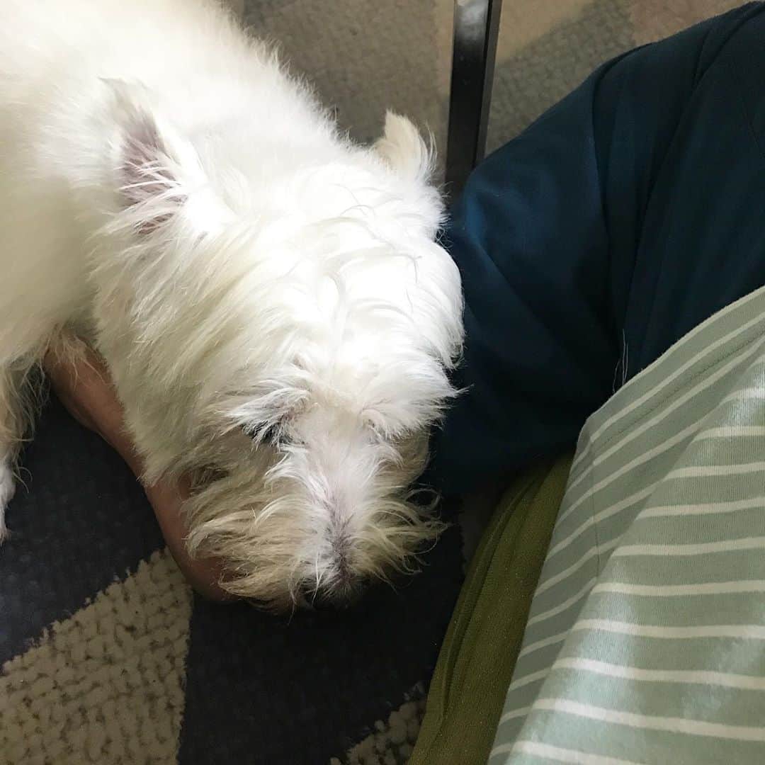 のインスタグラム：「Sleeping on mommy’s feet 😍 #plamuek_westies」