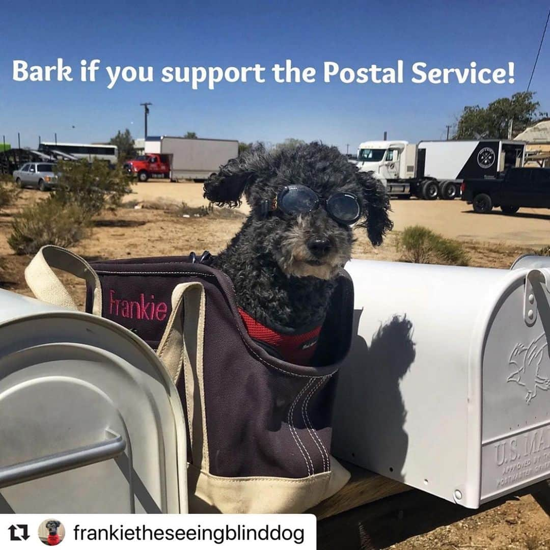 アナベス・ギッシュさんのインスタグラム写真 - (アナベス・ギッシュInstagram)「#Repost @frankietheseeingblinddog  What Frankie says! #usps #vote #frankietheseeingblinddog」8月6日 22時56分 - annabeth_gish