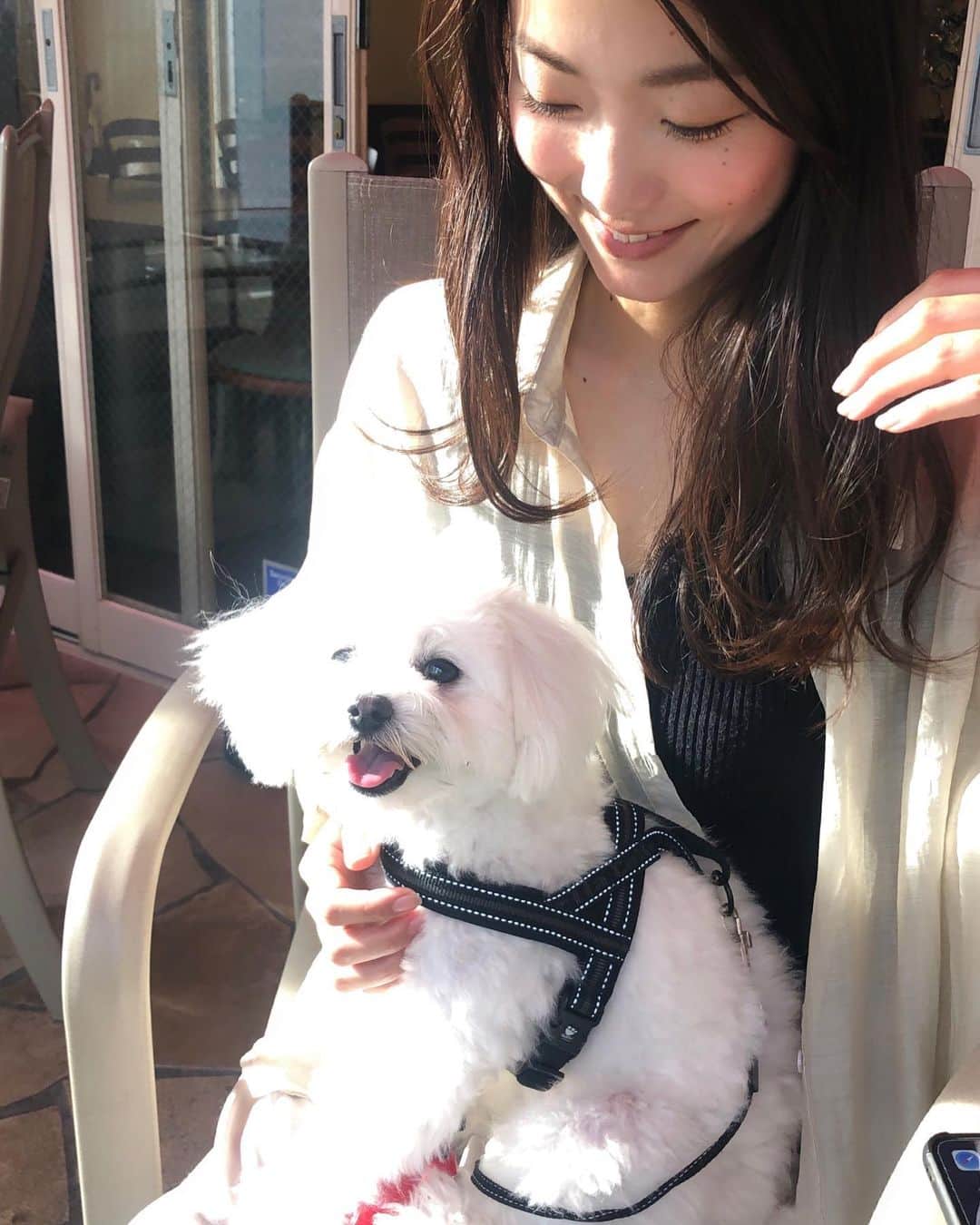 のインスタグラム：「白すぎて結構な確率で白飛びする件。 レフ板効果もございます。 綺麗に写りたい時はお隣へどうぞ👻 ・ #マルプー#うちのサン#🐶#犬#いぬすたぐらむ#犬のいる暮らし #dog#dogstagram #doglife #マルプー連合 #親バカ#犬のいる生活 #🐩 #ワンスタグラム#息子#むすこよ#愛おしきわんこ#마루뿌#maluppu#개」