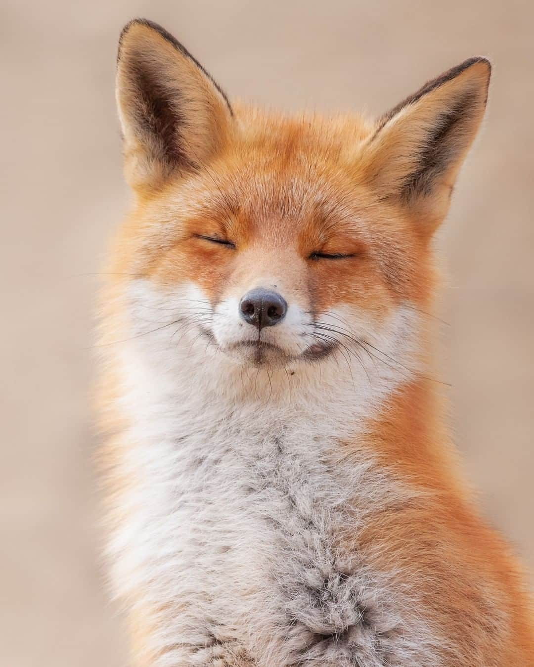 Discoveryさんのインスタグラム写真 - (DiscoveryInstagram)「Zen fox. 🦊  Photo + Caption: Dick van Duijn (@dickvanduijn)  #fox #meditation #peaceful #naturelovers #wildlife_perfection #foxesofinstagram #zen」8月6日 23時32分 - discovery