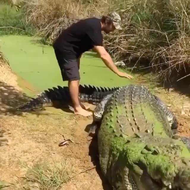 WildLifeのインスタグラム：「@discovercrocodiles 🐊Check out the size of this big fella!🐊 Video by @mattwright  Tag someone that should see this! #ig_africa #igs_africa #crocodile #crocodiles #wildlife #animal #animals #wild #wildlifeplanet #majestic_wildlife_ #wildlifeaddicts #wildlifeartist #wildlife_india #conservation #planet_of_animals」
