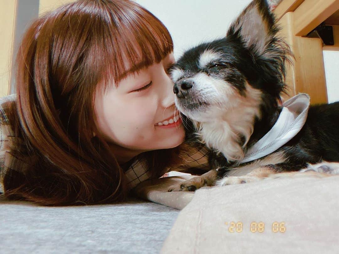 のインスタグラム：「チョコさんたまらん可愛さ🐶🐾 チョコさんぷーちゃんとお家で過ごしております。 体調崩すと心も崩しやすくなっちゃって、たまにズーンとなるけど、今日も音楽にたくさん救われた〜。 ここ最近、好きな曲、好きなアーティストさんがたくさん増えました 幅が広がって色んな歌詞に出会って幸せな気持ちです☺️今日の夜はaikoさん聴いてます、耳が癒されてる〜 ・ #愛犬　#チワワ #かわいい　#癒し」