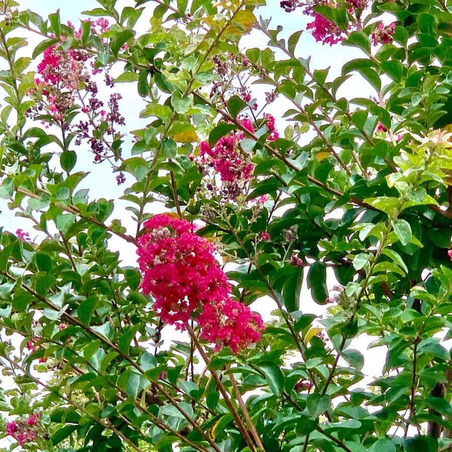 大隅智子さんのインスタグラム写真 - (大隅智子Instagram)「サルスベリが咲いていました。夏を感じます。 #サルスベリ　#百日紅　#盛岡　#岩手」8月6日 23時52分 - tomokotenki