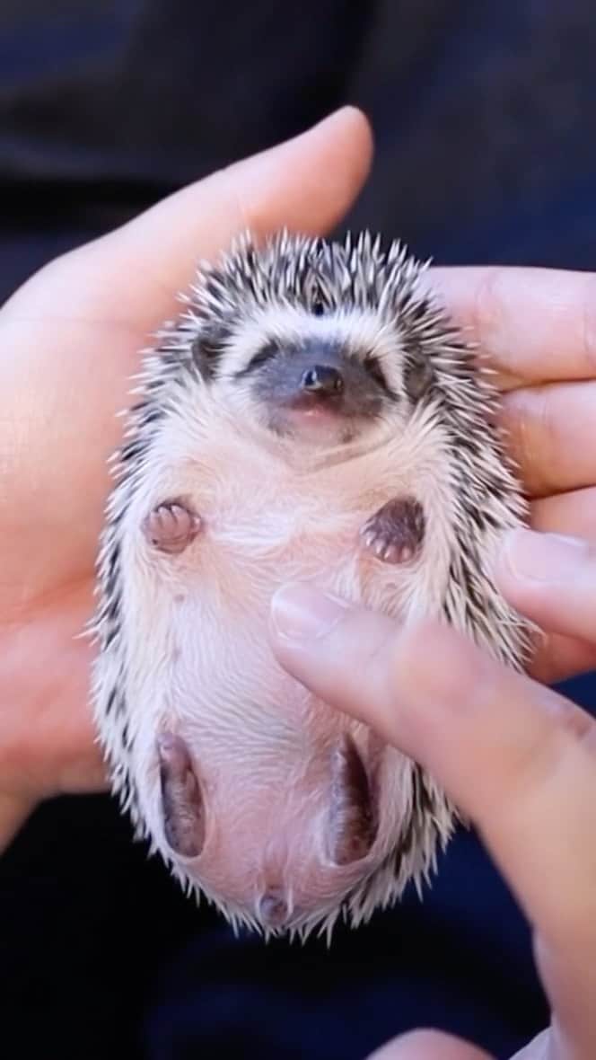 ダーシーのインスタグラム：「Chopin’s daughter Lani 7/6/2019 Lani @ron_hari @hari_1229 Masseuse @marble_jiro ・ ・ ・ ・ ・ #hedgehog#weeklyfluff#dailyfluff#hedgehogsofinstagram#hedgehoglove #buzzfeedanimals #cuteanimals#lovelypet#ハリネズミ#riccio #erizo#はりねずみ#kawaii#9gag#9gagcute#ハリネズミのいる暮らし#petoftheday#buzzfeedpets#worldofcutepets#igel」
