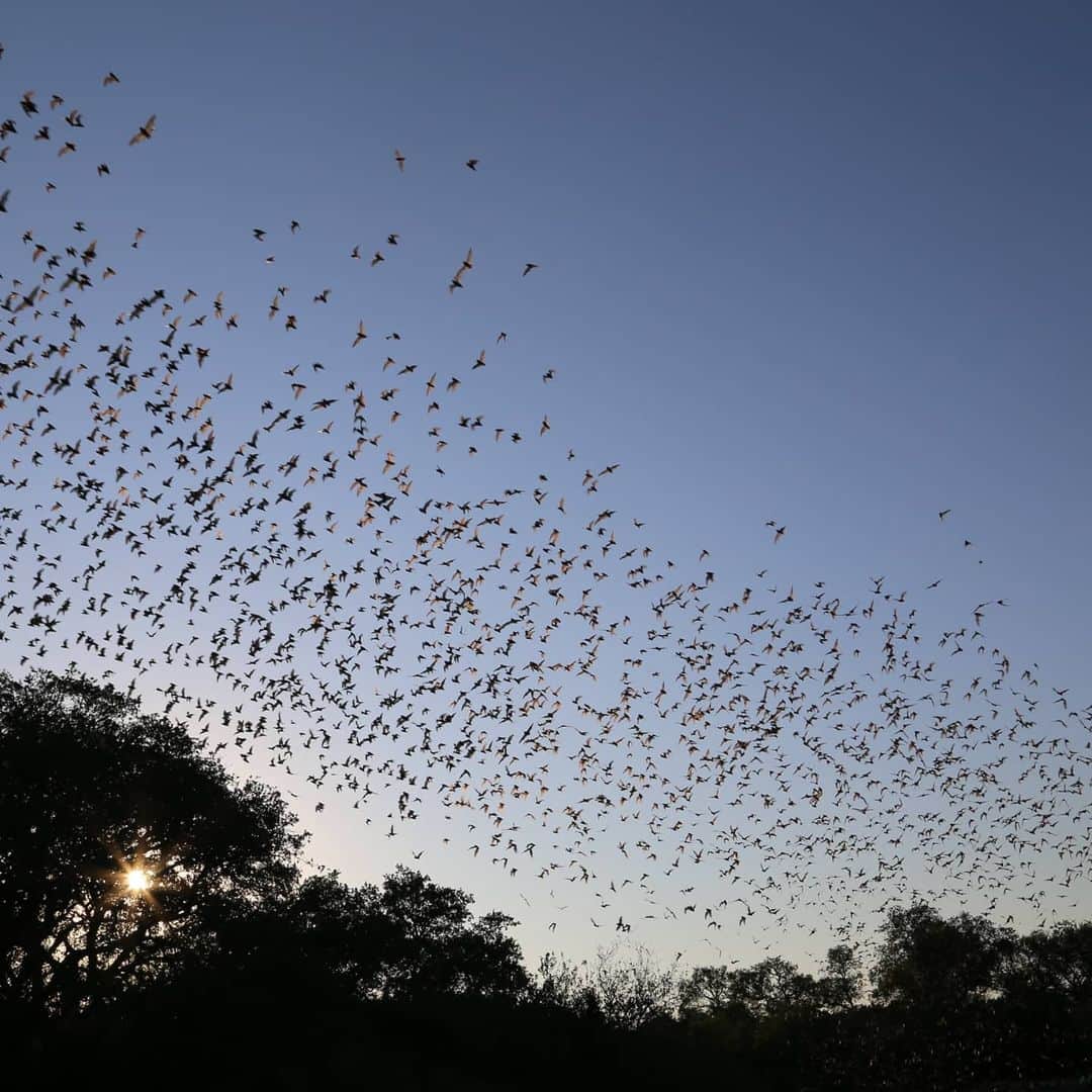 マヌ・ジノビリのインスタグラム：「We recently visited again Bracken Cave, the largest bat colony in the world, only 20 miles from San Antonio. Marvelous experience for the family! Become a member, support and visit soon. You won't regret! 🦇🦇 https://batcon.org/join-us/membership/」