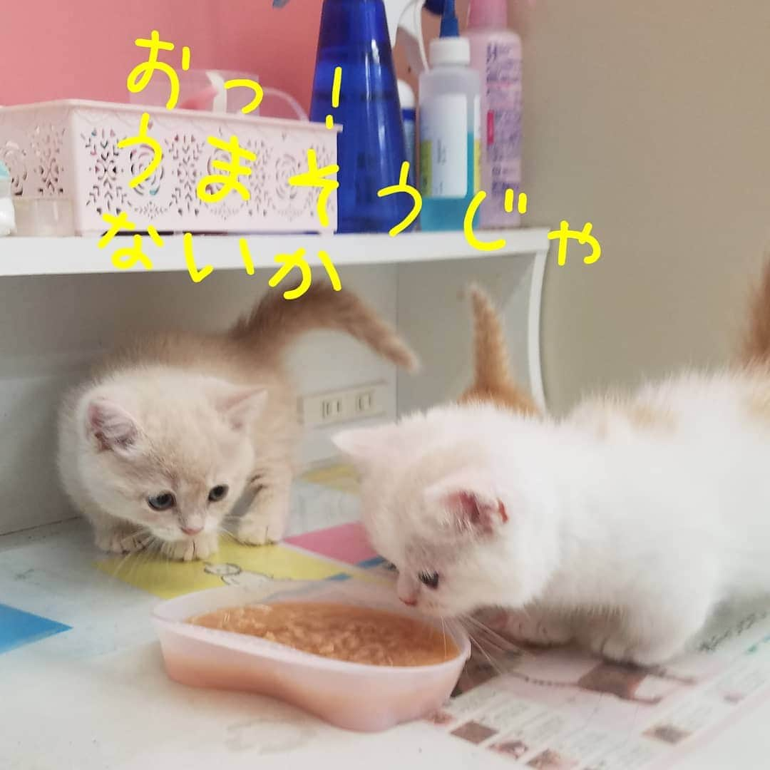 マンチカン(munchkin)キャットファーム大谷さんのインスタグラム写真 - (マンチカン(munchkin)キャットファーム大谷Instagram)「うまい話じゃないか！❤(ӦｖӦ｡)  結構あるんですよねლ(´ڡ`ლ)　  #キャットファーム大谷#まんちかん#マンチカン#ネコ#こねこ#にゃんこ#猫ちゃん#ねこ部#ニャンスタグラム#猫#ねこ#子猫#モフモフ#モフモフねこ#ミヌエット#短足#ねこすたぐらむ#愛猫#かわいい#ふわもこ部#猫のいる暮らし#マンチカンブリーダー#ミヌエットブリーダー#cat#catsgram #catsofinstagram#instacat#picneko」8月7日 0時12分 - roytar222