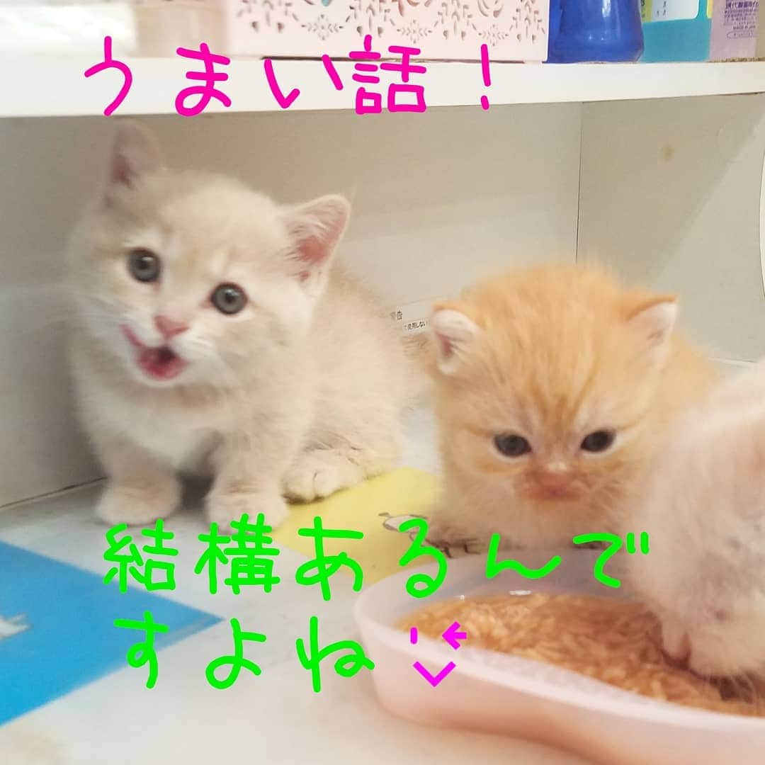 マンチカン(munchkin)キャットファーム大谷さんのインスタグラム写真 - (マンチカン(munchkin)キャットファーム大谷Instagram)「うまい話じゃないか！❤(ӦｖӦ｡)  結構あるんですよねლ(´ڡ`ლ)　  #キャットファーム大谷#まんちかん#マンチカン#ネコ#こねこ#にゃんこ#猫ちゃん#ねこ部#ニャンスタグラム#猫#ねこ#子猫#モフモフ#モフモフねこ#ミヌエット#短足#ねこすたぐらむ#愛猫#かわいい#ふわもこ部#猫のいる暮らし#マンチカンブリーダー#ミヌエットブリーダー#cat#catsgram #catsofinstagram#instacat#picneko」8月7日 0時12分 - roytar222