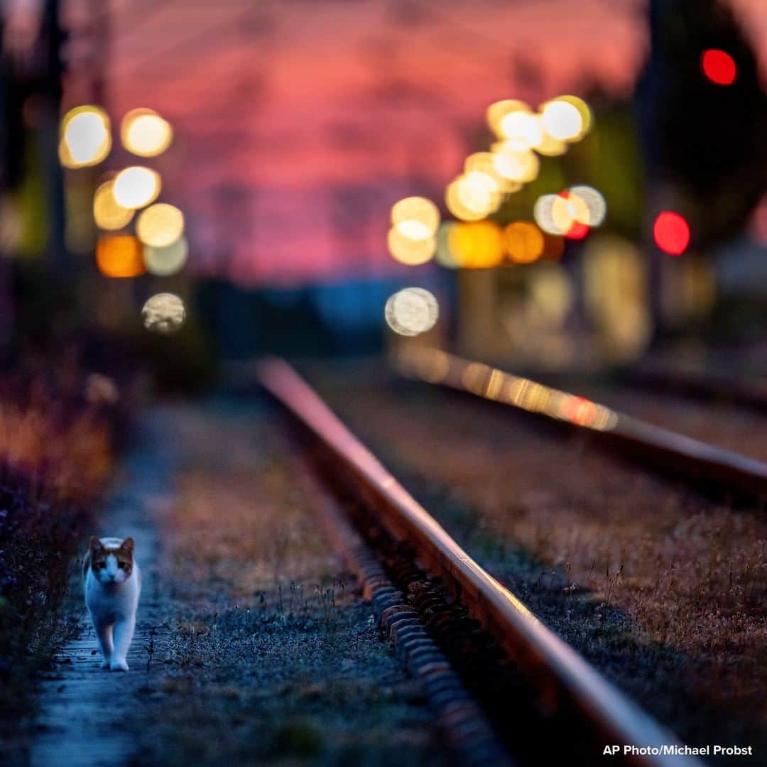 ABC Newsさんのインスタグラム写真 - (ABC NewsInstagram)「Cat goes for an early morning walk near subway rails in Frankfurt, Germany. #cat #train #railway #animals」8月7日 0時16分 - abcnews