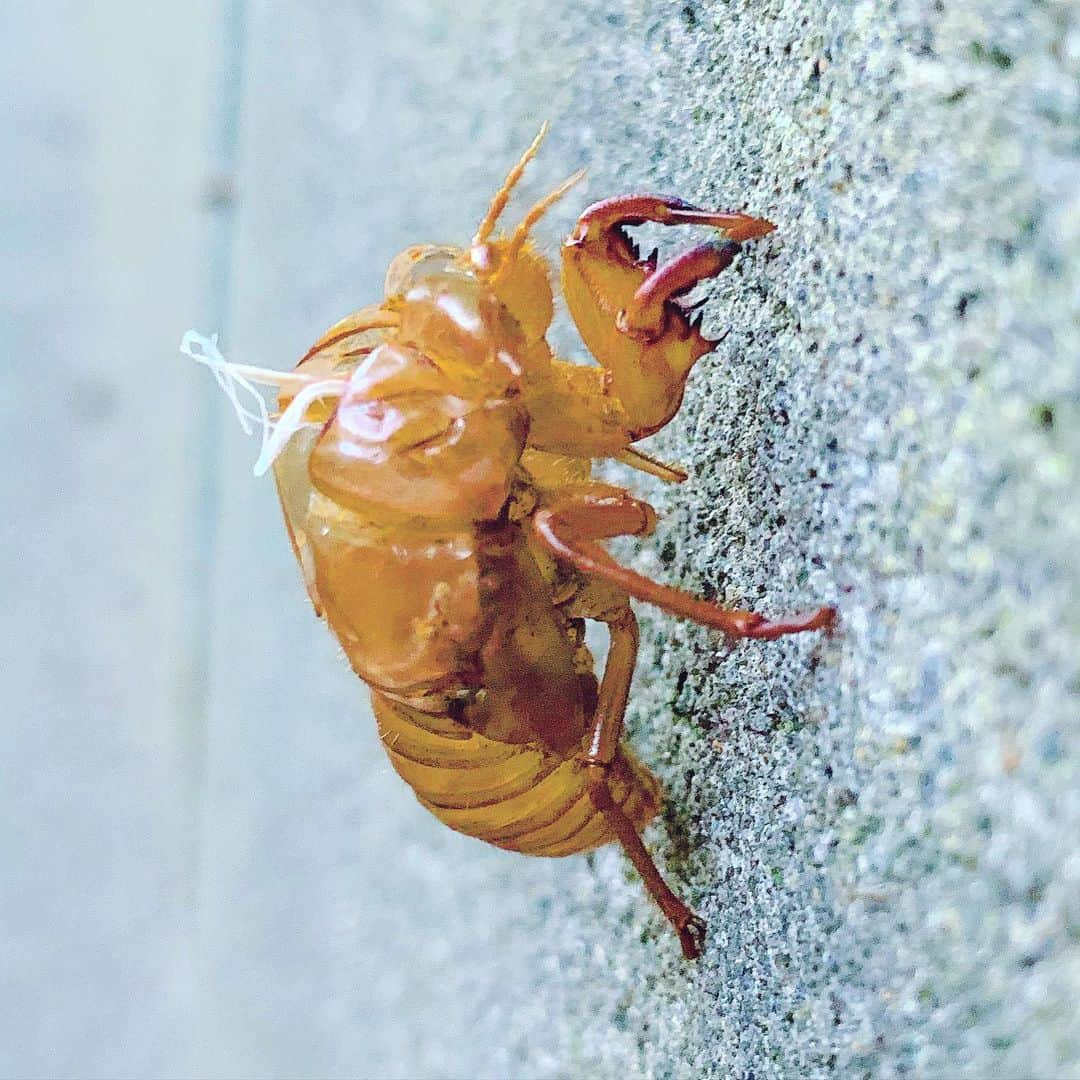 YOKANさんのインスタグラム写真 - (YOKANInstagram)「《OhaYOKAN》  今朝の 原宿表参道は快晴なり…☀️  蒸し暑いですが 時折…吹く風が心地よい朝🌅  朝ラン＆ウォークは スロージョギング中心で…🏃‍♂️👟  さて  本日の YOKANは  午前中は  お昼の 〆切目指して  素材 レコーディング…🎺🎷📯♬  午後からは  ラジオ番組の 編集、完パケ＆納品…🎙🎧👄🎵📻✨  楽しみながらがんばりまーす✌️  みなさま  笑顔で ステキな1日を…💓  #harajuku #omotesando #原宿 #表参道 #tokyo #japan #morning #朝 #朝ラン #ウォーキング #running #walking #plogging #プロギング #OhaYOKAN #YOKAN散歩 #街角アート #streetart #cicadashell #蝉の抜け殻 #cicada #蝉 #セミ #japanesesummer #日本の夏 #インスタ映え #instagram #tokyocameraclub #笑顔でステキな1日を💓」8月7日 6時09分 - yokanstudio