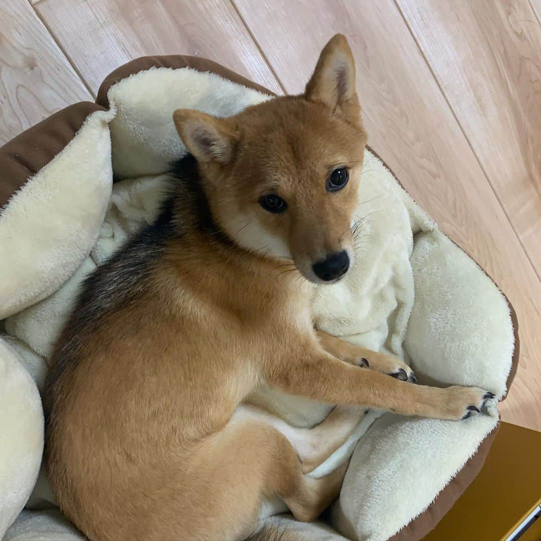のインスタグラム：「ねむねむ💤  . . .  #豆柴#柴犬#日本犬#まめしば#しばいぬ#しば#しばすたぐらむ #こいぬ #柴  #ここ柴部#柴子犬 #shibalove #mameshiba #kuroshiba #shibainu #shiba #shibadog #shibastagram #shibastyle#なーこ」