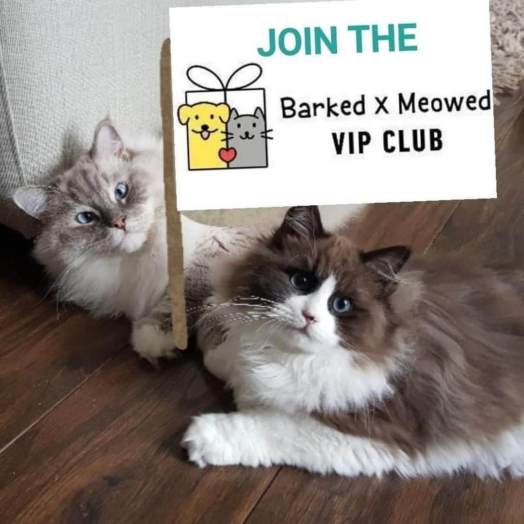 Aww Clubさんのインスタグラム写真 - (Aww ClubInstagram)「Join the “Barked X Meowed VIP Club” for monthly rewards! 🐾 Refer your friends to join for a chance to win an extra $100 Amazon Gift Card!⠀⠀⠀ ⠀⠀⠀ 🎁 Tap the link in bio and join the “Barked X Meowed VIP Club” now!⠀⠀⠀ ⠀⠀⠀ 📷@timo_the_ragdoll_cat⠀⠀⠀ ⠀⠀⠀ #meowed #barkedmeowedvip #timo_the_ragdoll_cat⠀  #Rewards #Gift #members #VIP #ragdoll #mikatheragdoll #tobytheragdoll」8月7日 2時00分 - meowed