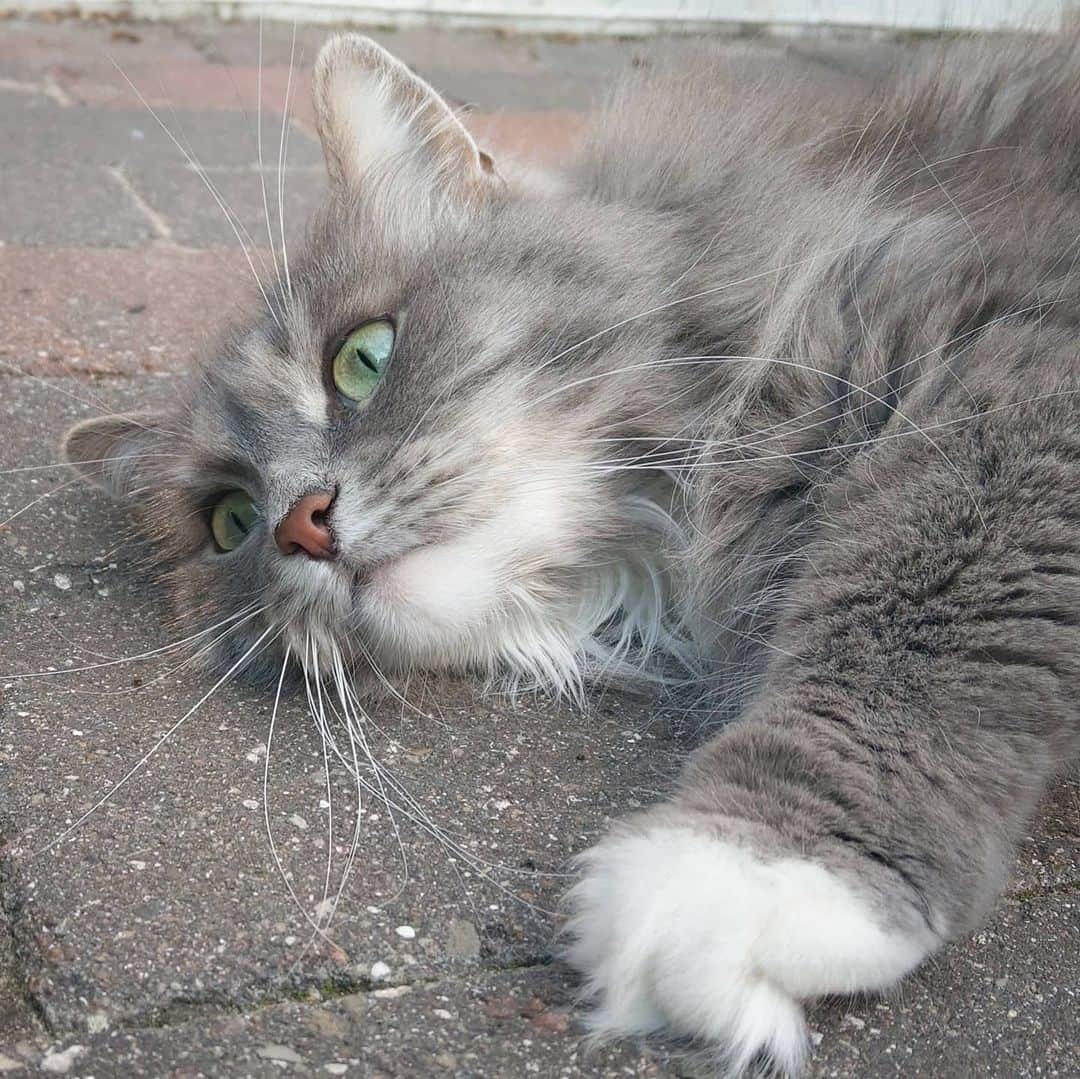 Nila & Miloさんのインスタグラム写真 - (Nila & MiloInstagram)「I melted, human. ☀️😹 #finallysummer #siberiancat #sendhelp」8月7日 2時05分 - nilamilo