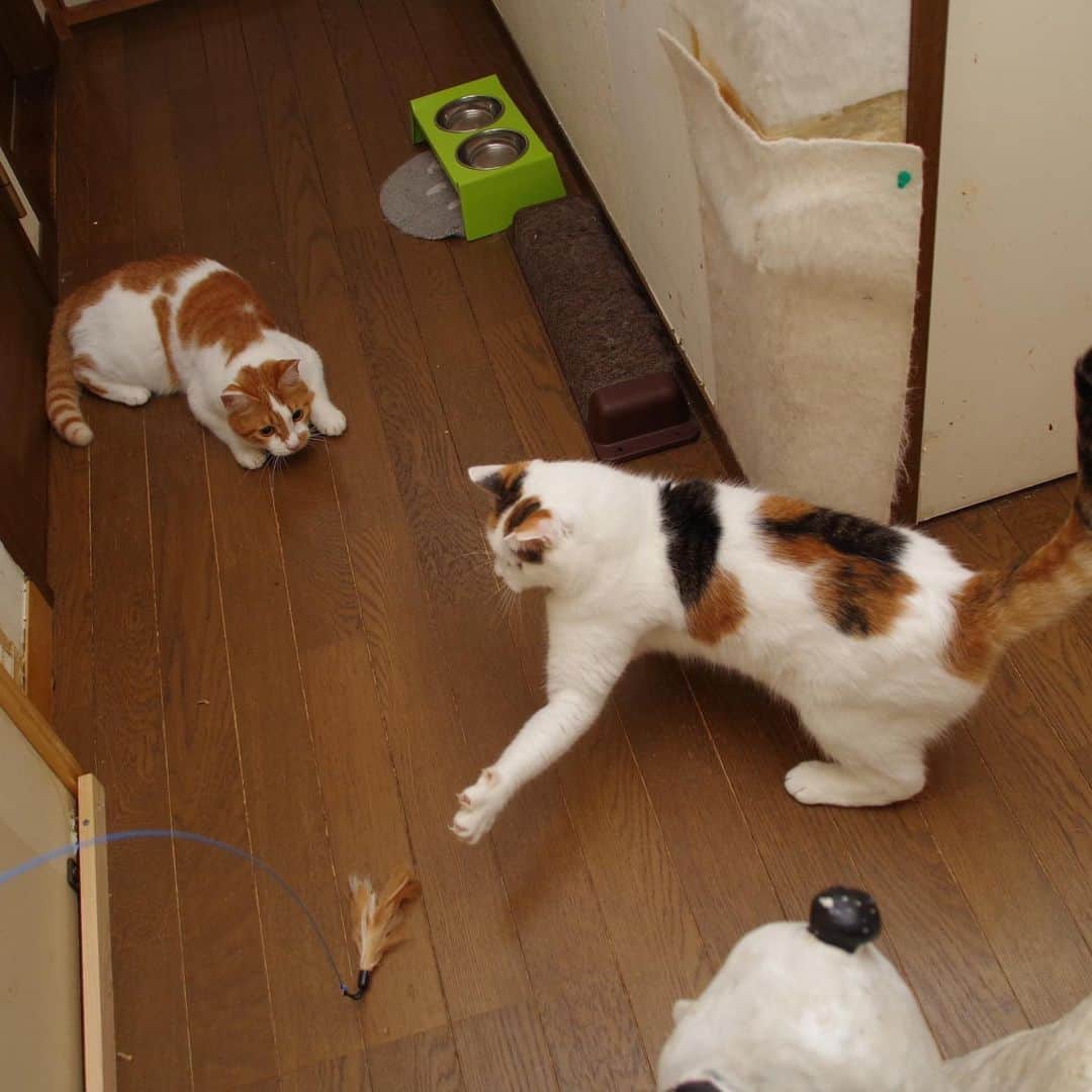Kachimo Yoshimatsuさんのインスタグラム写真 - (Kachimo YoshimatsuInstagram)「アクティブなミケ子。 #うちの猫ら #mikeko #oinari #猫 #ねこ #cat #ネコ #catstagram #ネコ部 http://kachimo.exblog.jp」8月7日 2時19分 - kachimo