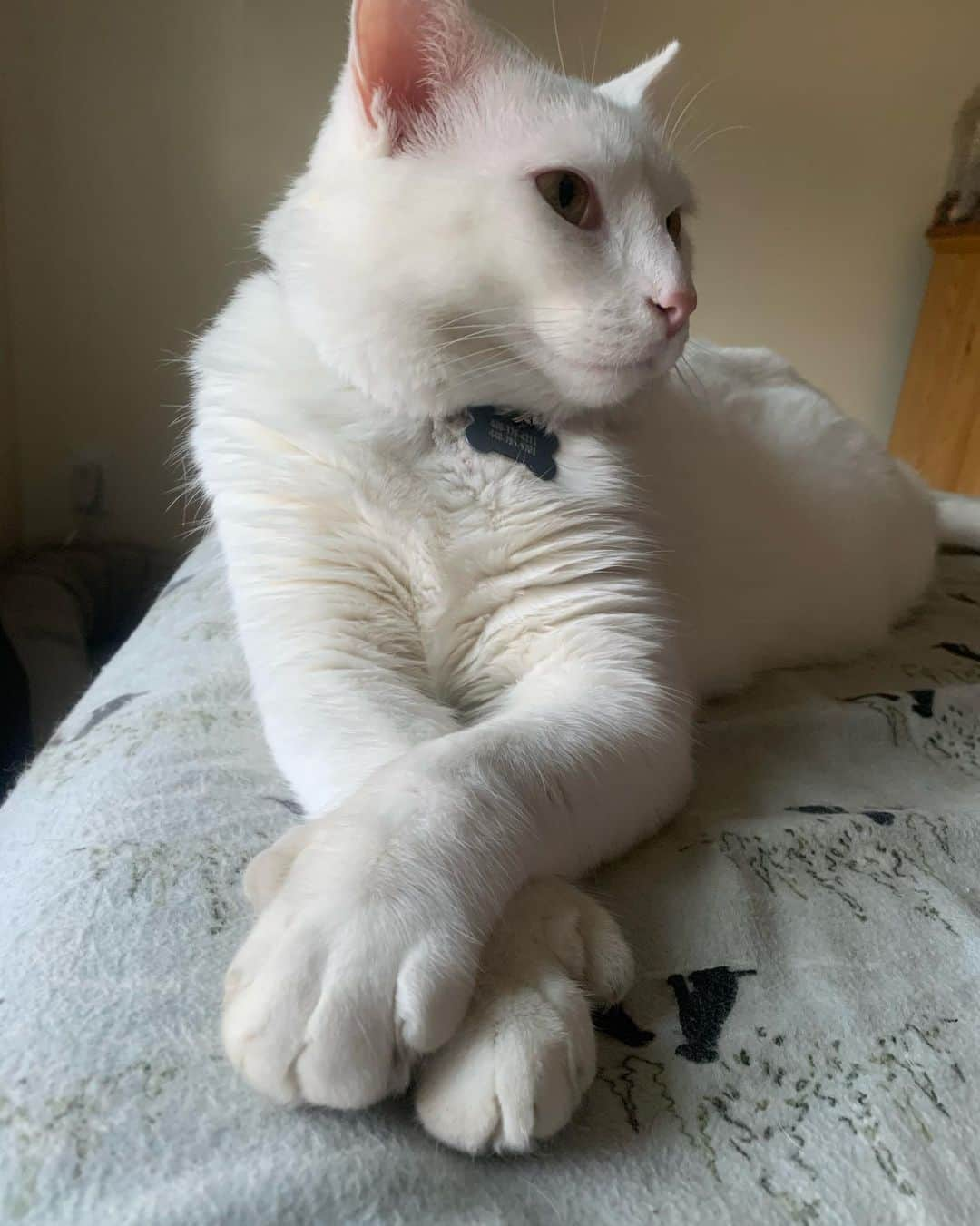 モヒートさんのインスタグラム写真 - (モヒートInstagram)「Just a derpy cat casually posing. Completely normal and not at all weird. #model #zoolander #catsofinstagram #catsofinsta #derpy #derpycat #catswiththumbs #polydactylcat #weirdo」8月7日 2時42分 - mojito_rose_family