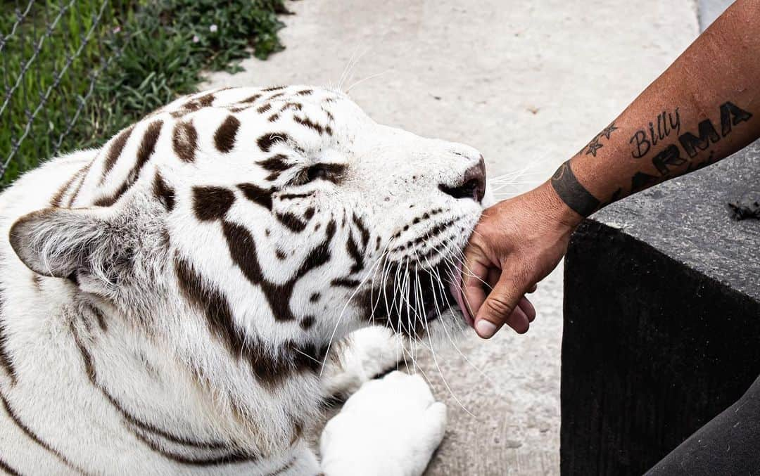 Black Jaguar-White Tiger さんのインスタグラム写真 - (Black Jaguar-White Tiger Instagram)「Enzo kisses :) #BabyEnzoBJWT #SaveTigers  Pic by @fernan.mx」8月7日 2時37分 - blackjaguarwhitetiger