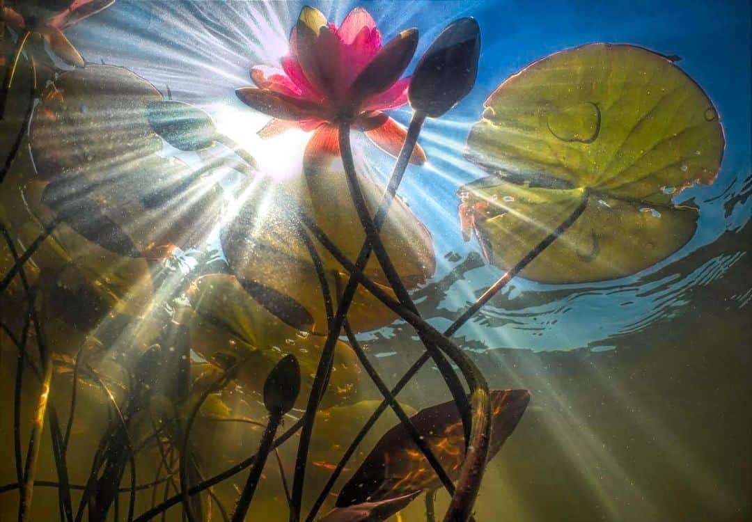 thephotosocietyさんのインスタグラム写真 - (thephotosocietyInstagram)「Photo by Randy Olson  @randyolson More water lilies blooming here. I could get used to spending the day in a kayak. #oregon #waterlily @melissafarlow」8月7日 3時17分 - thephotosociety