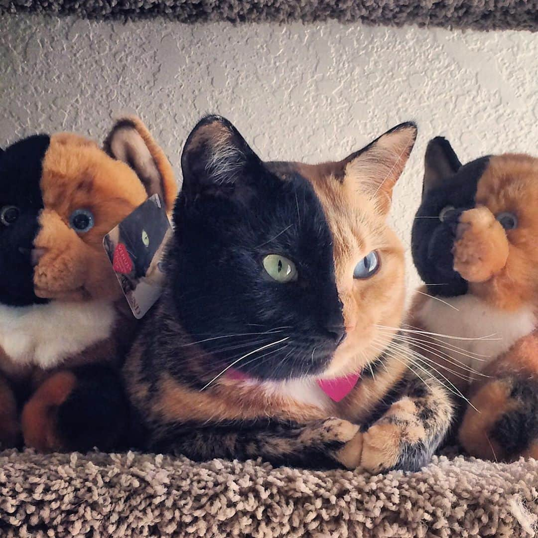 Venus Cat さんのインスタグラム写真 - (Venus Cat Instagram)「#tbt to 2013 when GUND made a plush of me. They were limited production so if you have one consider it a collectible. 😺」8月7日 3時24分 - venustwofacecat