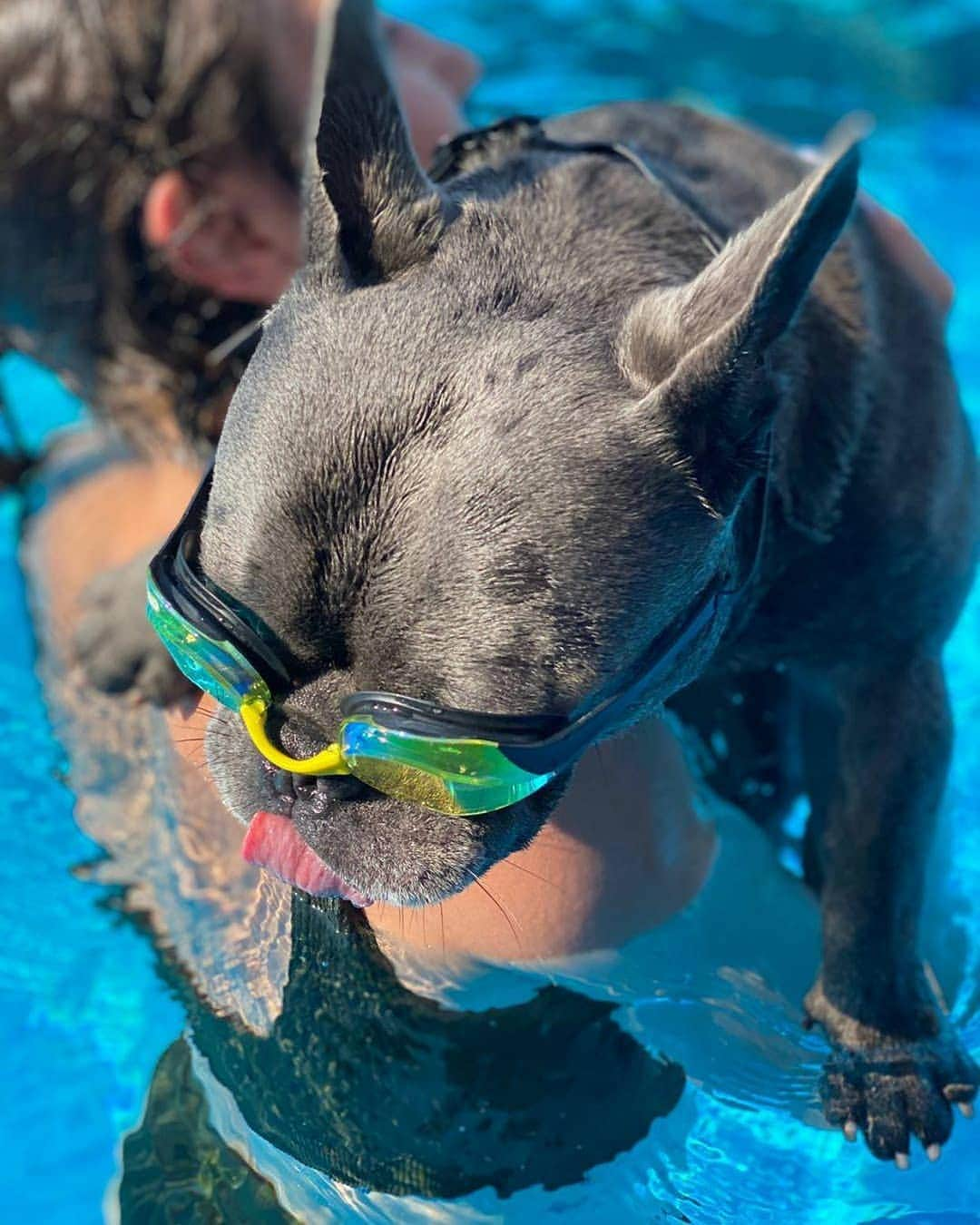 French Bulldogさんのインスタグラム写真 - (French BulldogInstagram)「Summertime ☀️⛱🏖 @khudyakova.ya . . . . . #frenchie #frenchies  #französischebulldogge #frenchbulldog #frenchbulldogs #dog #dogsofinstagram #frenchies1 #bully #bulldog #bulldogfrances #フレンチブルドッグ #フレンチブルドッグ #フレブル #ワンコ #frenchiesgram #frenchbulldogsofinstagram #ilovemyfrenchie #batpig #buhi #squishyfacecrewbulldog」8月7日 3時18分 - frenchie.world