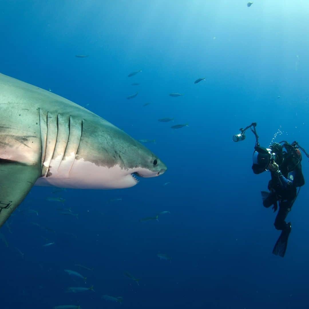 Discoveryさんのインスタグラム写真 - (DiscoveryInstagram)「"Communing with a great white on its own terms requires an unusual pairing of heightened awareness and Zen-like calm.”  Read how Amos Nachoum, a Fellow of @the_explorers_club, captured these stunning photos at Discovery.com/ZenSharkDives  Photo and Caption: @amosnachoumphotography」8月7日 4時18分 - discovery