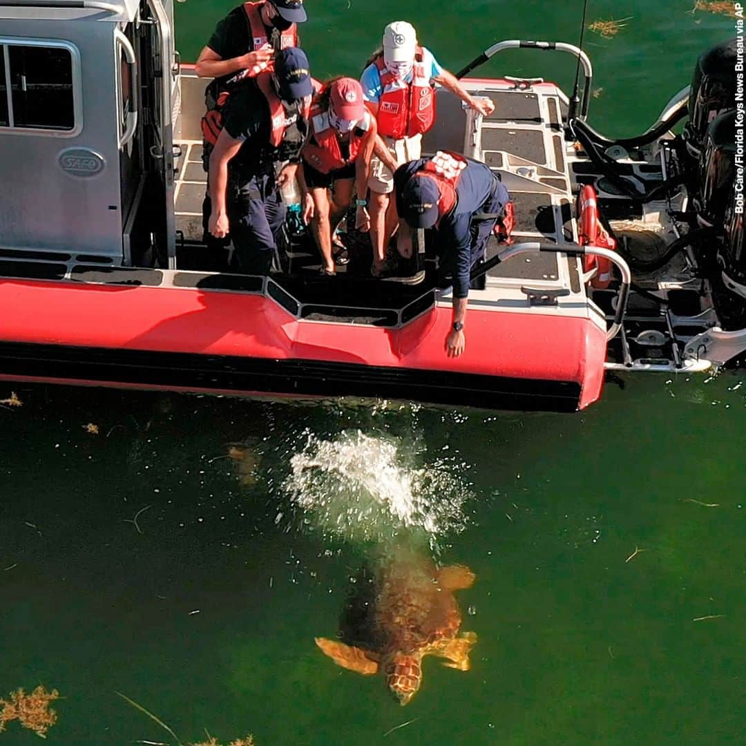 ABC Newsさんのインスタグラム写真 - (ABC NewsInstagram)「SWIM FREE: Aerial photo shows staff from the Florida Keys-based Turtle Hospital and U.S. Coast Guard release a loggerhead sea turtle named Emma back into the Atlantic Ocean. Emma was one of two turtles Coast Guard personnel helped to rescue about two months ago off the Keys that were treated at the Turtle Hospital for various ailments. #loggerhead #turtles #wildlife #rehab #floridakeys」8月7日 14時06分 - abcnews