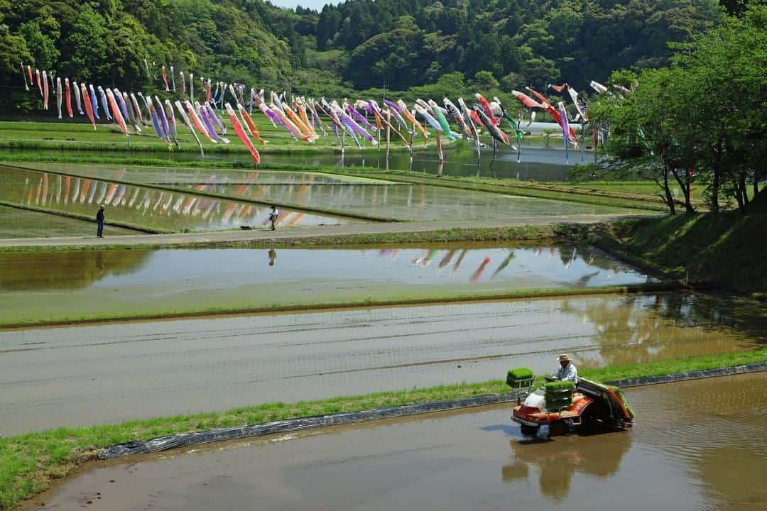 Satoyama推進コンソーシアムさんのインスタグラム写真 - (Satoyama推進コンソーシアムInstagram)「#千葉県 #香取市 #仁良 で撮影しました。 風薫る頃、好天に恵まれ今年も#田植え が始まりました。 豊作を祈るかのように舞い泳ぐ#鯉のぼり が印象に残りました。 （Satoyamaフォトコンテスト2020代理投稿作品）  ★Satoyama & Satoumi Photo Contest 2020 https://satoyama-satoumi.net/contest/photo2020/（日本語） https://satoyama-satoumi.net/global/contest/photo2020/（English） ⠀ ⠀⁠⠀ #jtsatoyama2020 #satoyama #photocontest #photo⠀⁠⠀ #satoumi #japan #landscape #japan_visit #Lovers_Nippon #daily_photo_jpn #naturephotography #フォトコンテスト #フォトコン⠀⁠⠀ #写真⠀⁠⠀ #カメラ⠀⁠⠀ #里山⠀⁠⠀ #里海⠀⁠⠀ #風景⠀⁠⠀ #風景写真⠀⁠⠀ #日本の絶景⠀⁠⠀ #日本の美しい風景⠀⁠⠀ #田舎⠀⁠⠀ #田舎暮らし」8月7日 14時29分 - jt.satoyama_consortium