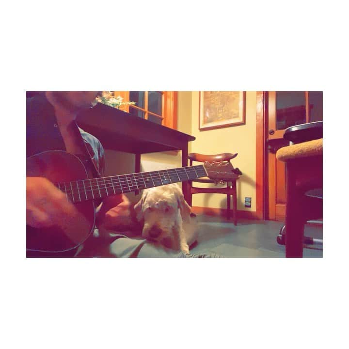 ジェシー・カーマイケルのインスタグラム：「Lots of good guitar vids from @emanuelhedberg ...」