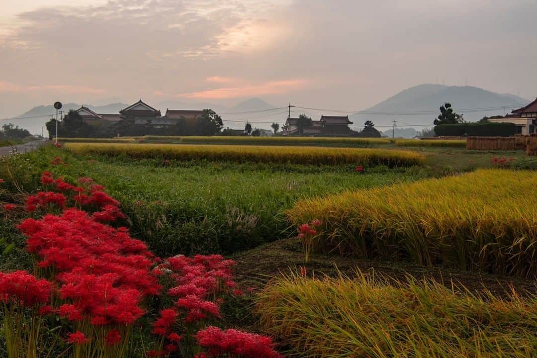 Satoyama推進コンソーシアムさんのインスタグラム写真 - (Satoyama推進コンソーシアムInstagram)「里山の秋　朝焼けの#畦道 に#彼岸花 が咲き、実った#稲 やはぜ掛け懐かしい日本の原風景のような景色が広がっていました。 （Satoyamaフォトコンテスト2020代理投稿作品）  ★Satoyama & Satoumi Photo Contest 2020 https://satoyama-satoumi.net/contest/photo2020/（日本語） https://satoyama-satoumi.net/global/contest/photo2020/（English） ⠀ ⠀⁠⠀ #jtsatoyama2020 #satoyama #photocontest #photo⠀⁠⠀ #satoumi #japan #landscape #japan_visit #Lovers_Nippon #daily_photo_jpn #naturephotography #フォトコンテスト #フォトコン⠀⁠⠀ #写真⠀⁠⠀ #カメラ⠀⁠⠀ #里山⠀⁠⠀ #里海⠀⁠⠀ #風景⠀⁠⠀ #風景写真⠀⁠⠀ #日本の絶景⠀⁠⠀ #日本の美しい風景⠀⁠⠀ #田舎⠀⁠⠀ #田舎暮らし」8月7日 14時40分 - jt.satoyama_consortium