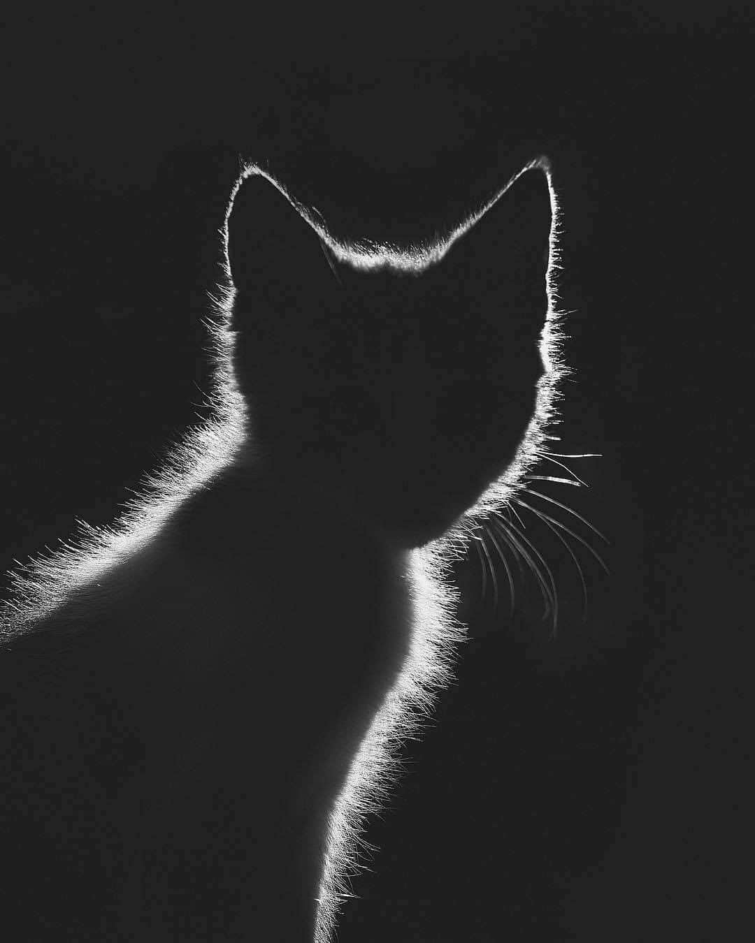 9GAGさんのインスタグラム写真 - (9GAGInstagram)「Meowjestic 📸 @shriveling - #cat #portrait #9gag」8月7日 14時44分 - 9gag
