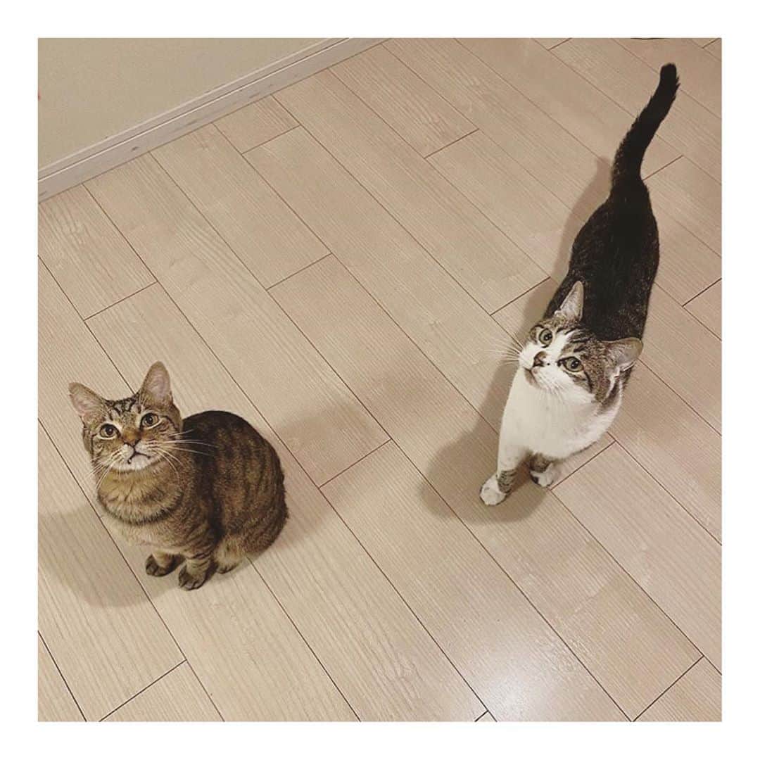 こむぎのインスタグラム：「* 嬉しいご報告😭😭😭 この2人わかりますか？？ そうです、くじらくんとしおくんですーー！！ なぜこの2匹が一緒にいるかというと、くじらくんの里親希望さんがしおくんの預かりも申し出てくれたから😭 最初に猫ちゃんをお迎えしたいとご連絡いただき、お見合いをしてくじらくんをお迎えすることになったのですが、おしっこの出が悪くてケアが必要だったしおくんのことも気にかけてくださり…😭 くじらの抜歯手術もあったため、先にしおくんのお世話をしていただき、その後くじらのトライアルとなったのですが…。 本日8/7、2人とも正式にお家の子として迎えてくださることになりました🤗✨ くじらも臼歯の全抜歯をしていて、しおくんも療法食が必要な子ですが2人揃って本当のお家が見つかって良かったねぇ😭 ちなみに先住猫の名前は"こむぎくん"です☺️ Instagramには慣れていないとのことでしたがアカウントを新しく作って下さいました☺️ → @siokujira.com925  男子3兄弟賑やかですね☺️ 皆様これからもよろしくお願いしますー🙏🏻✨ #正式譲渡おめでとう #岐阜多頭崩壊レスキュー #くじらもしおも名前はそのままだよ」