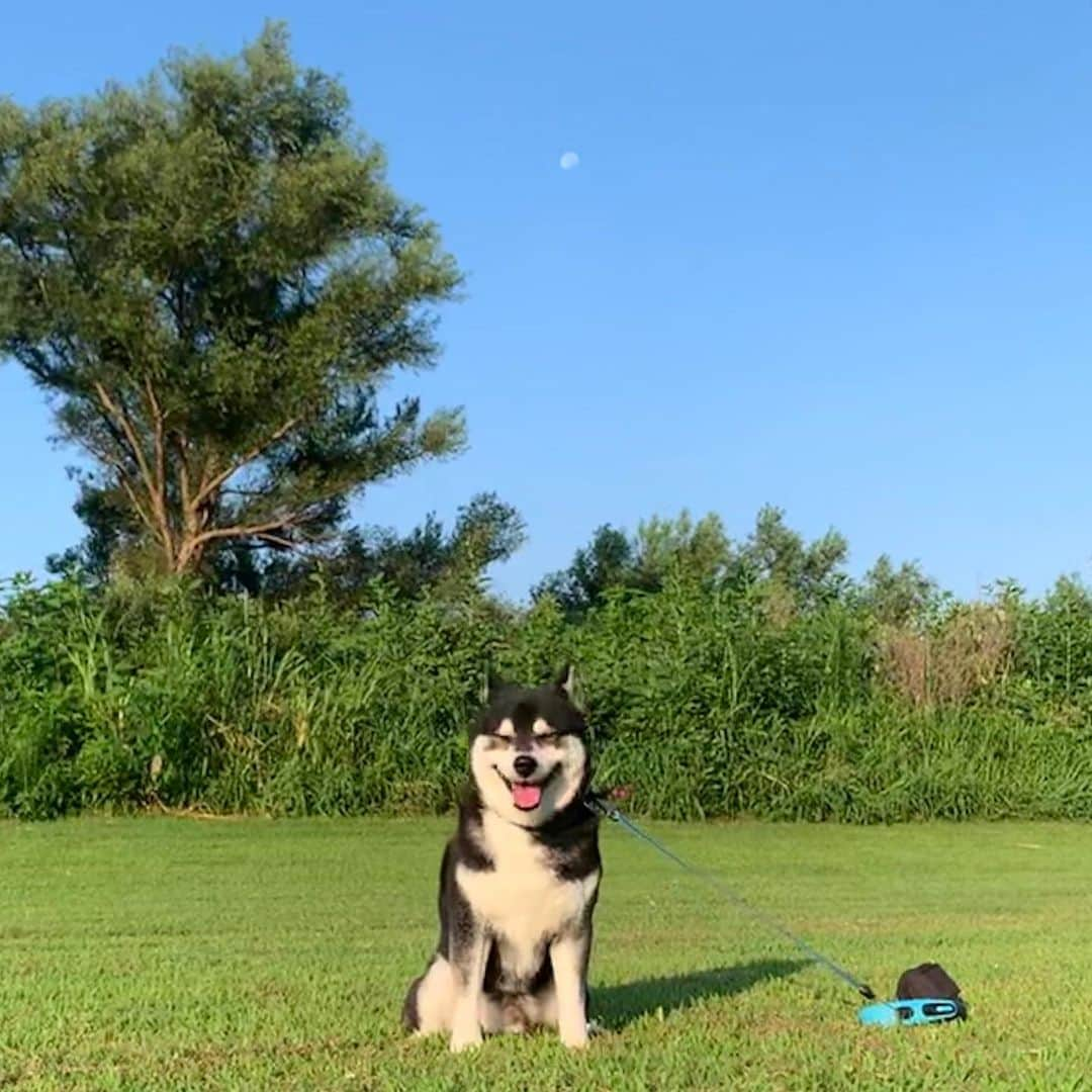 くろさんのインスタグラム写真 - (くろInstagram)「青空と朝の月🌕 ってか、朝から暑いねぇ💦 東京は初の熱中症警戒アラートだってぇ🥵 #毛皮族大ピンチ #熱中症警戒アラート #豆はエアコンの効いた室内で💤 #朝の月 #青空 #bluskyblue #kuroshiba #blackshiba #shibainu #shibastagram #instadog #dogstagram #柴犬 #黒柴 #黑柴 #日本犬 #和犬 #癒し犬 #いぬら部 #ふわもこ部 #柴犬部 #モフモフ生命体 #柴犬のいる暮らし #柴犬のいる生活 #柴犬と一緒 #わんこのいる暮らし #わんこのいる生活 #わんこと一緒 #わんダフォ #わんだふるJapan」8月7日 6時33分 - m6bmw