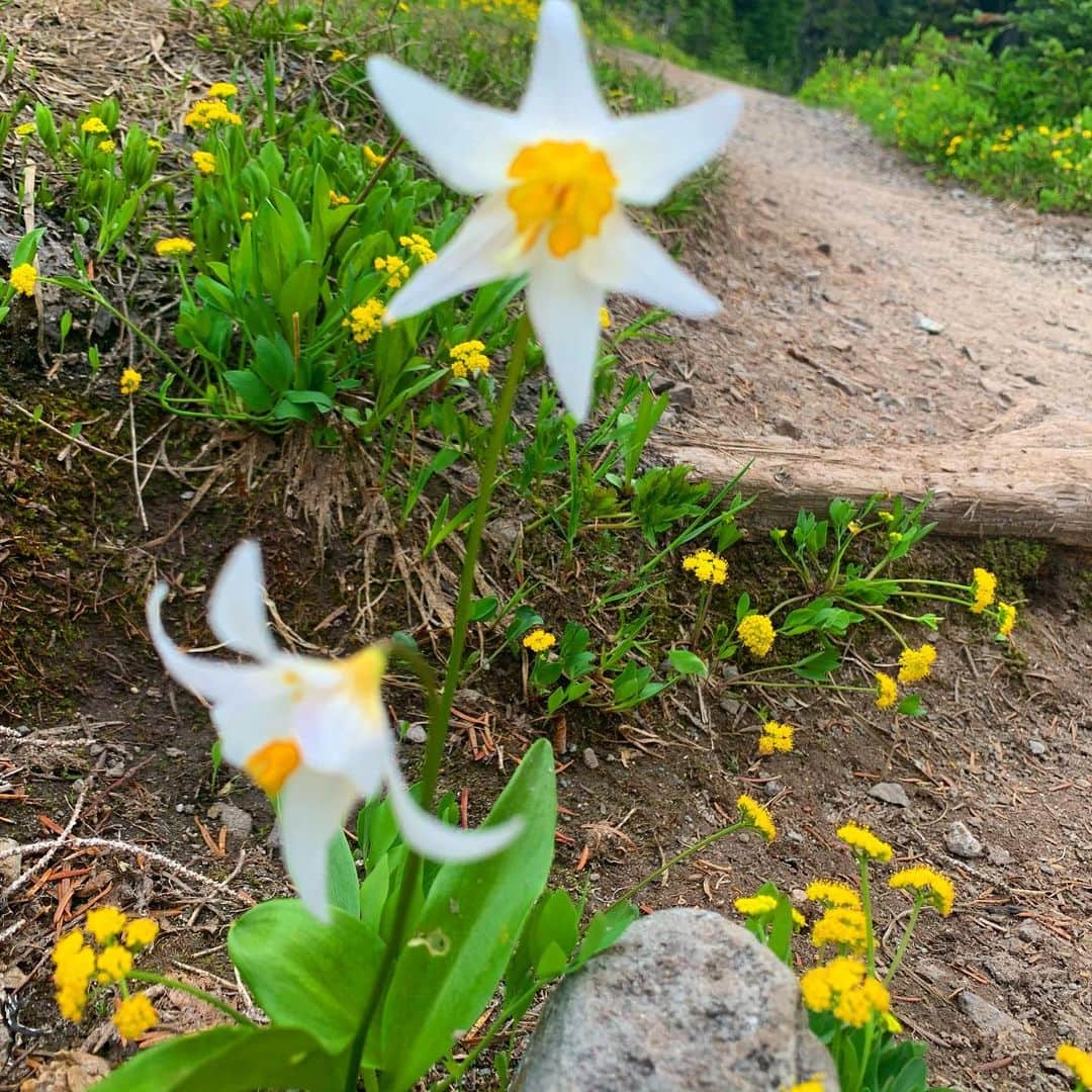 エミリー・スワローさんのインスタグラム写真 - (エミリー・スワローInstagram)「A good day for a wander. * * * #mountrainier #mowichlake #spraypark #ipsutpass #ipsutfalls #coordinatingmyshoeswiththeflowers #uphillbothways #mountainmeadow #wildflowers」8月7日 6時47分 - bigeswallz